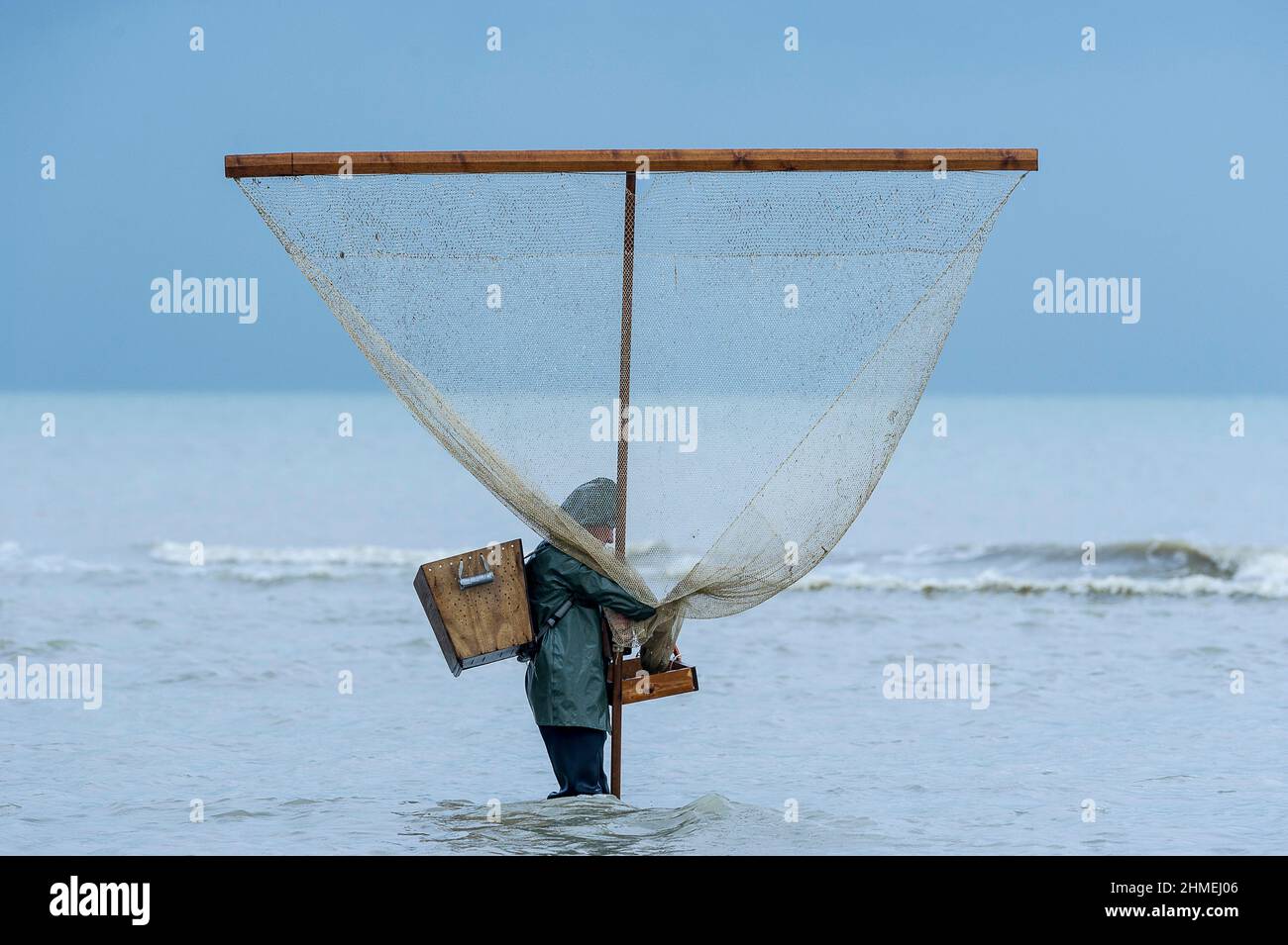 Les pecheurs poussent leur filet en quete de crevettes grises.  The fishermen push their net along the coast in search of brown shrimps Stock Photo