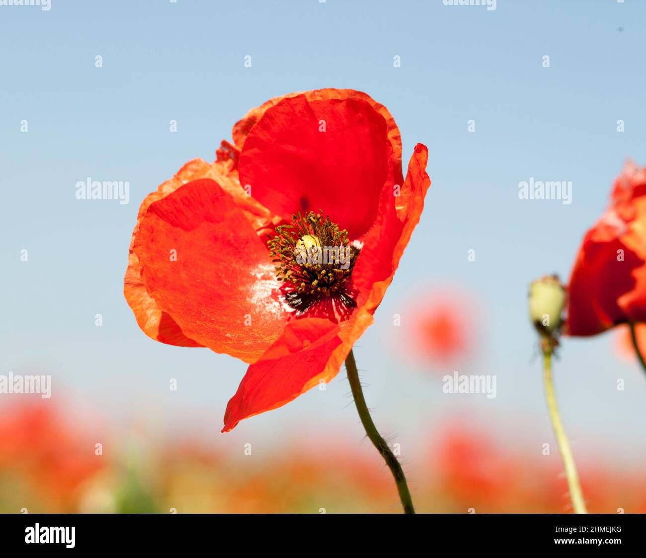 red wild poppies. A background of blooming plants Stock Photo - Alamy