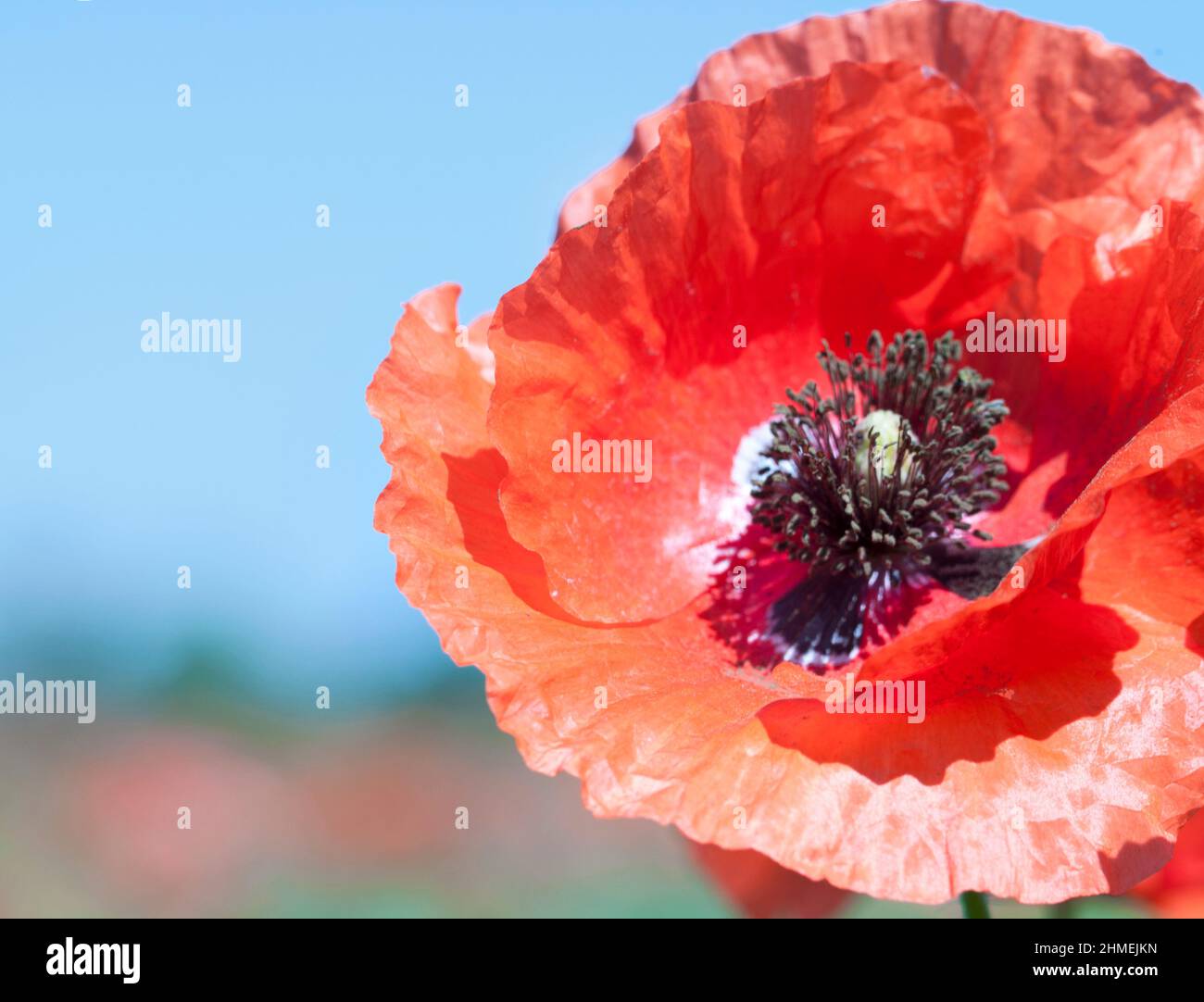 red wild poppy. A background of blooming plants Stock Photo - Alamy