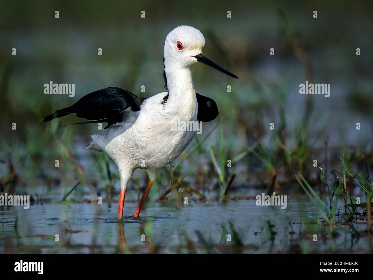 Mediumsized wader, Australian Stilt, Himantopus Leucocephalus, feeding