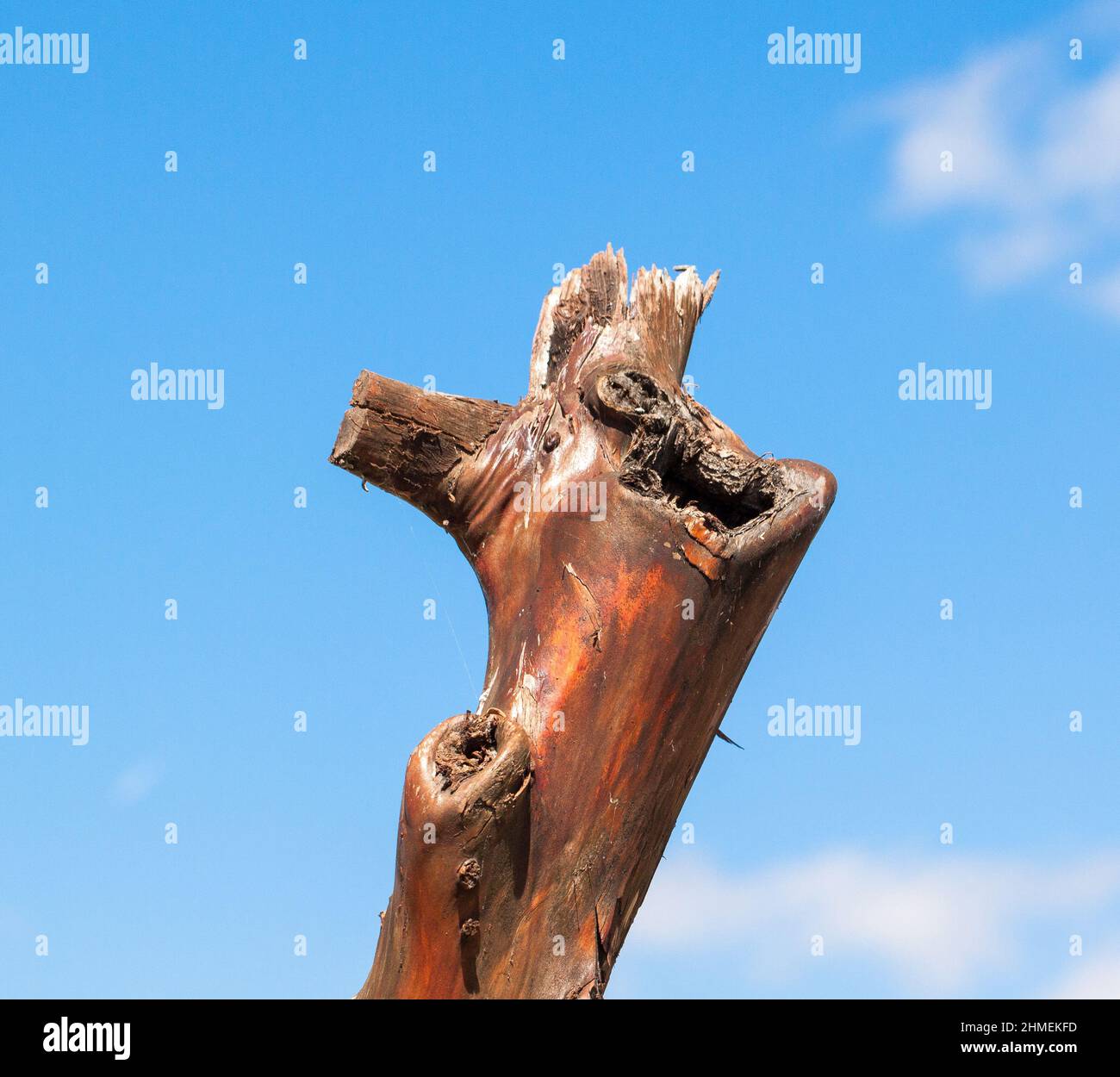 Old dry tree on the blue sky background Stock Photo - Alamy