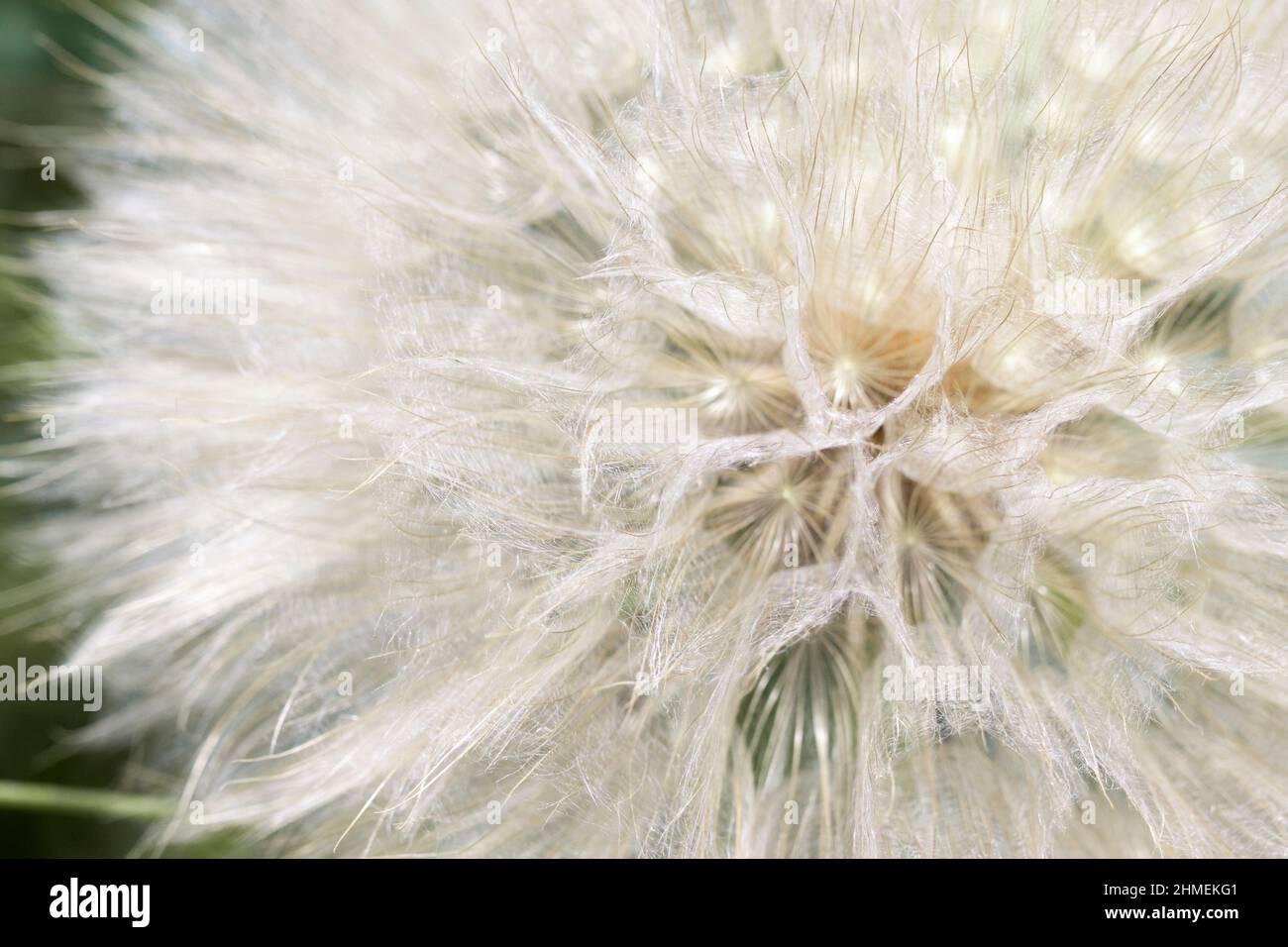White dandelion seeds hi-res stock photography and images - Alamy