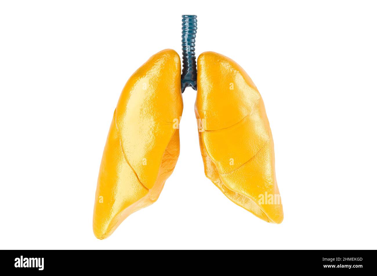 Human lungs, glossy yellow color. 3D rendering isolated on white background Stock Photo