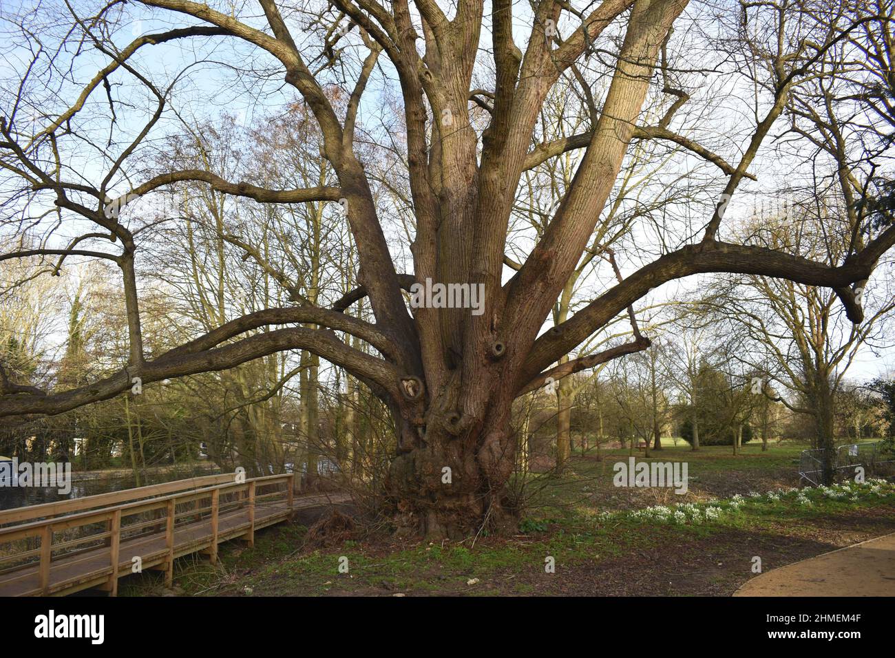 This ancient lime tree (Tilia) at Great Linford Manor Park in Milton Keynes is thought to be over 300 years old. Stock Photo