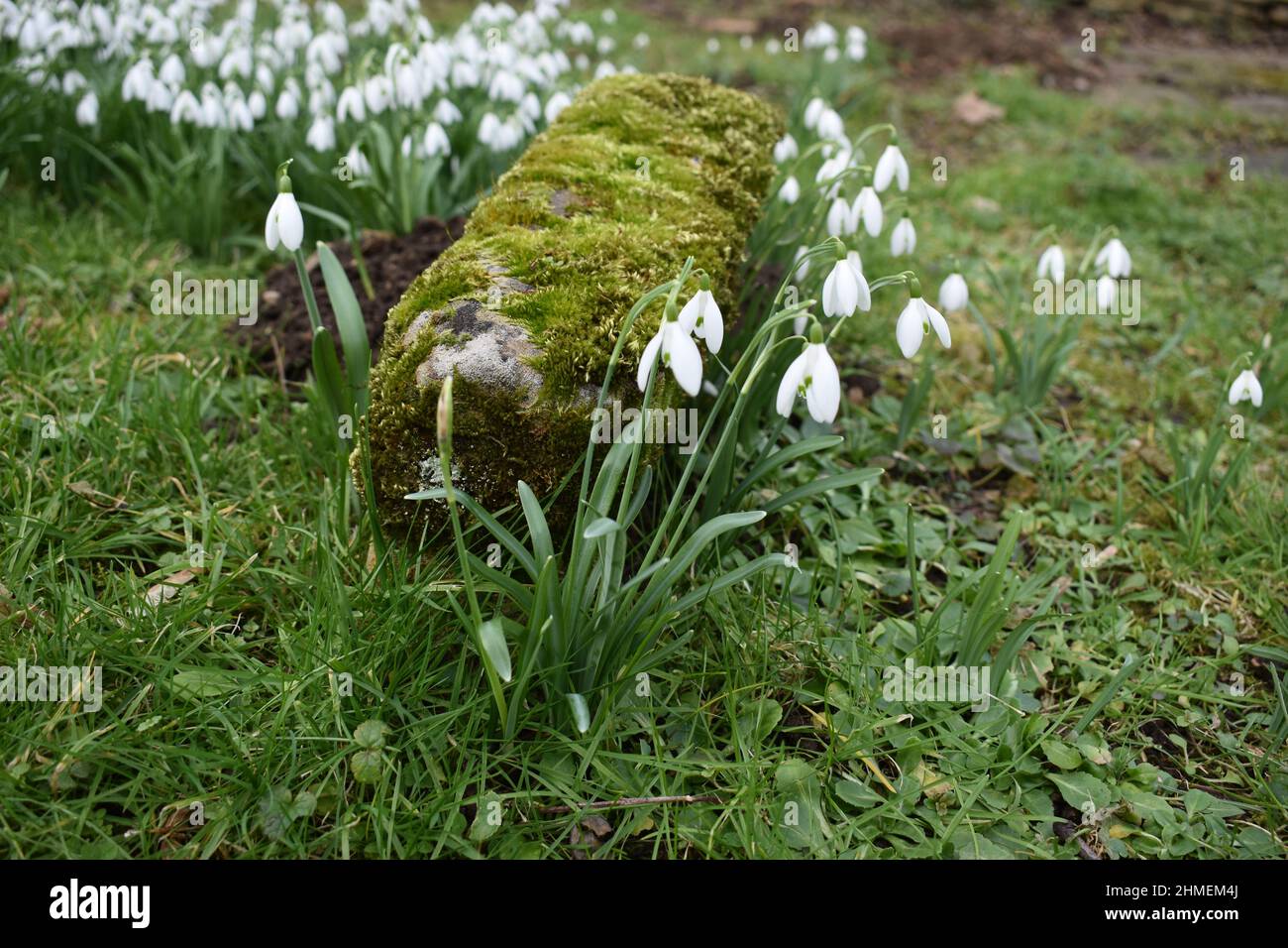Snowdrops (Galanthus) in a graveyard in Milton Keynes. Stock Photo