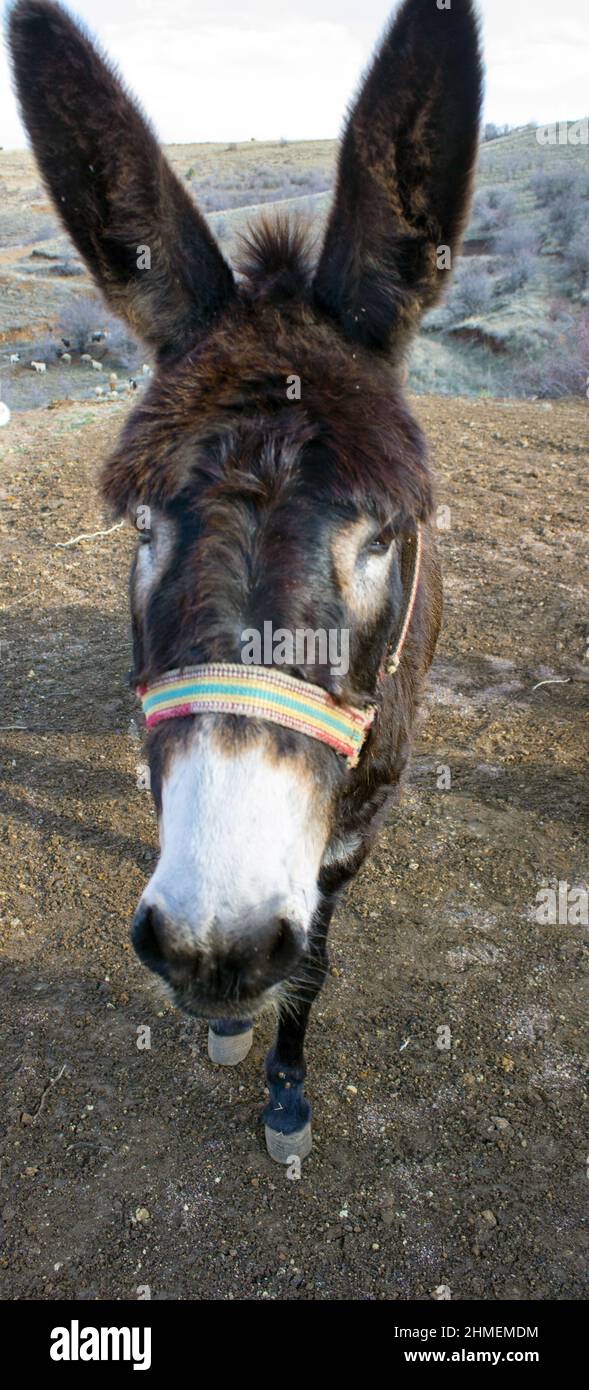 Donkey in the field. Donkey Portrait. Stock Photo