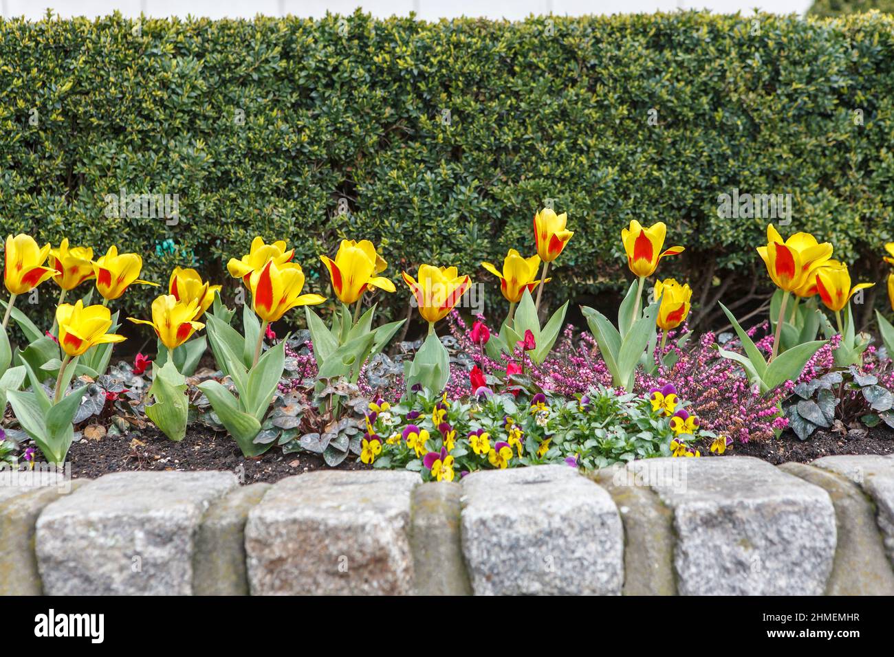 Yellow-red tulips are planted in a row on a stone parapet against the backdrop of an evergreen topiary yew wall. Fence Stock Photo