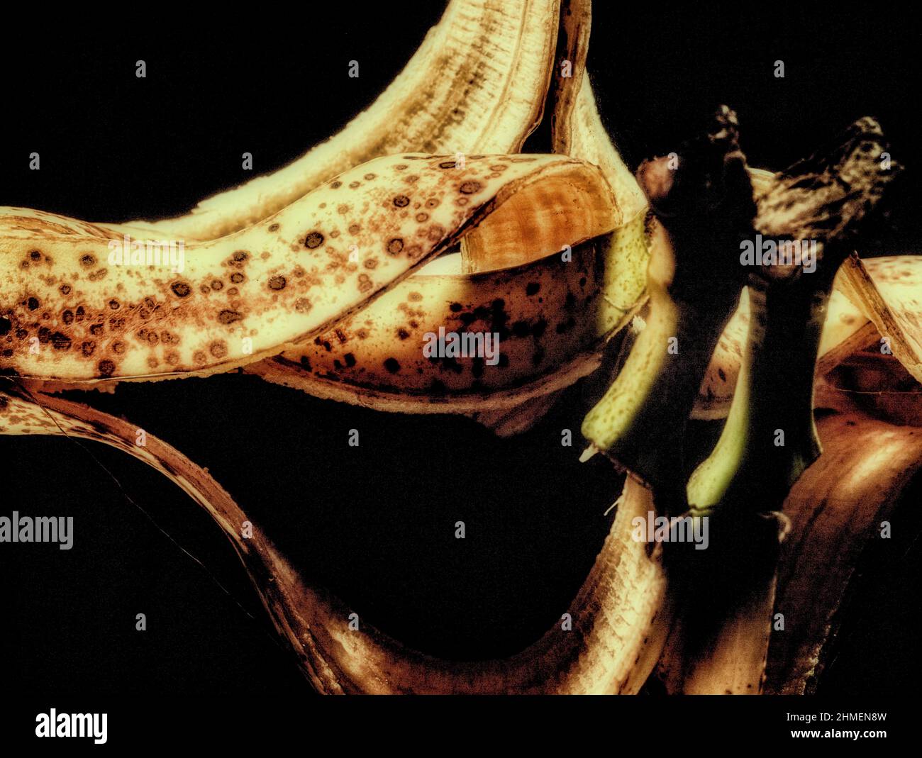 Interesting Banana skin food still life against black background Stock Photo