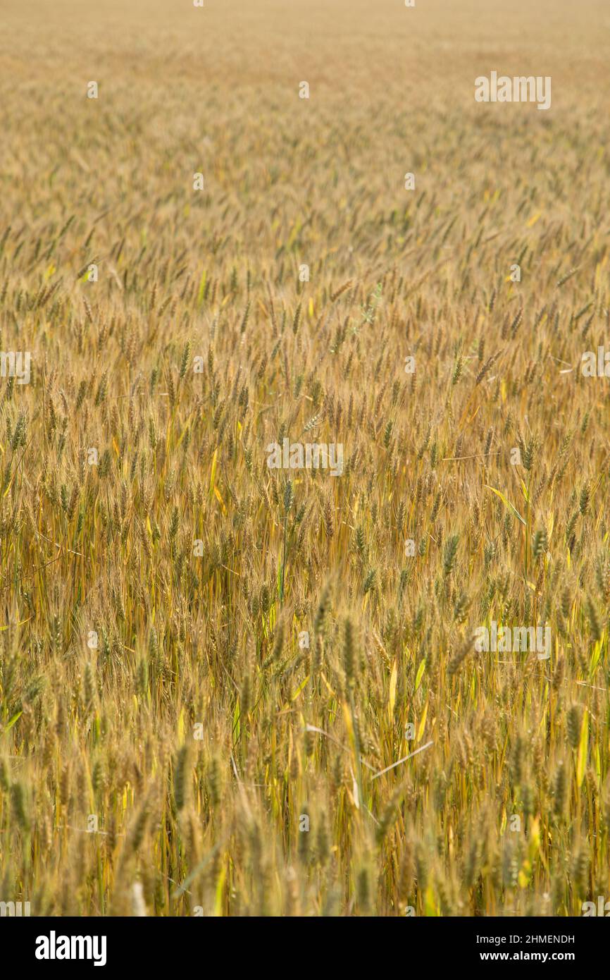 Gold wheat field, yellow spike, whole background Stock Photo