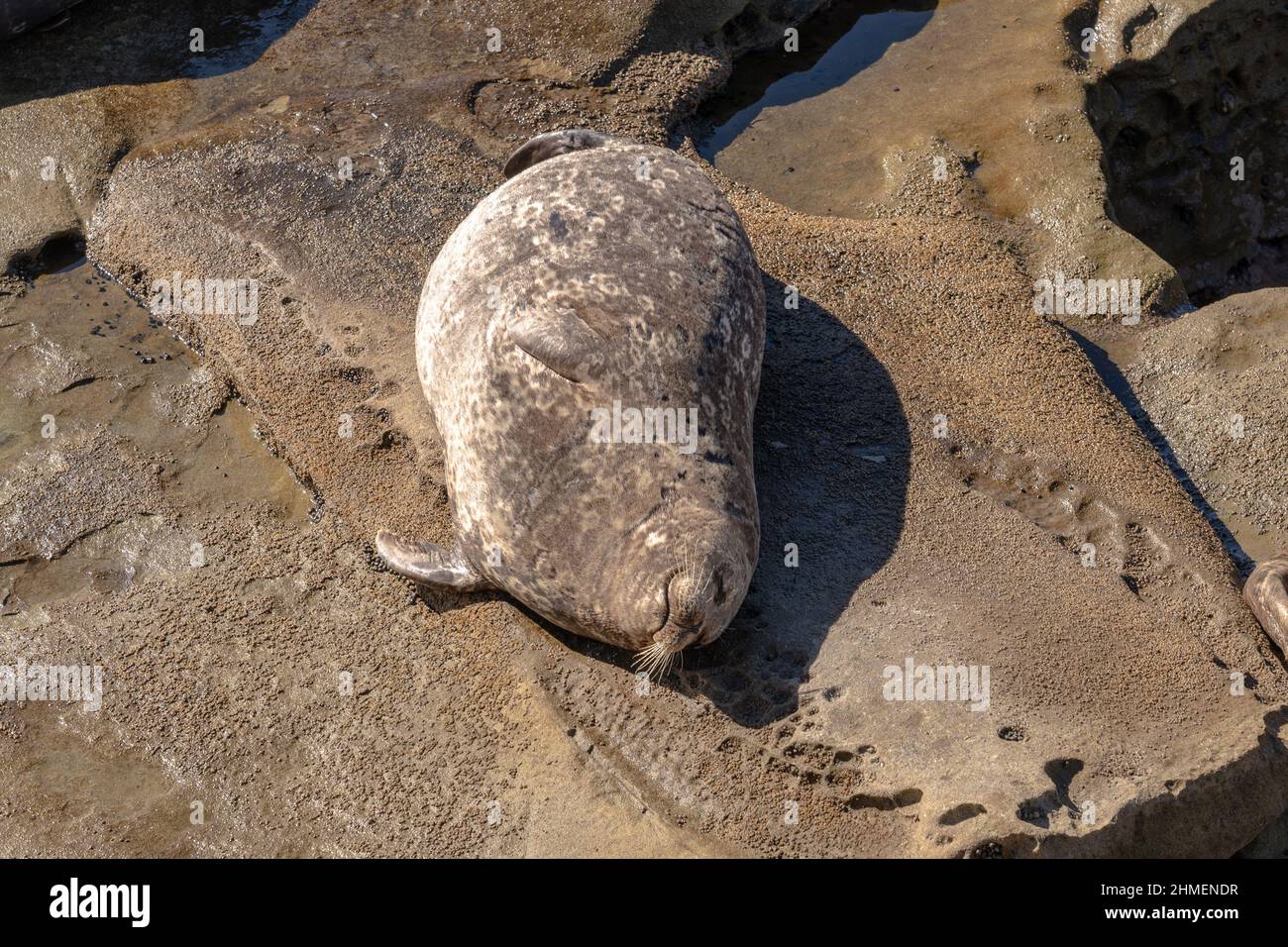 Harbor seal sunning and sleeping on rocks in the ocean Stock Photo - Alamy