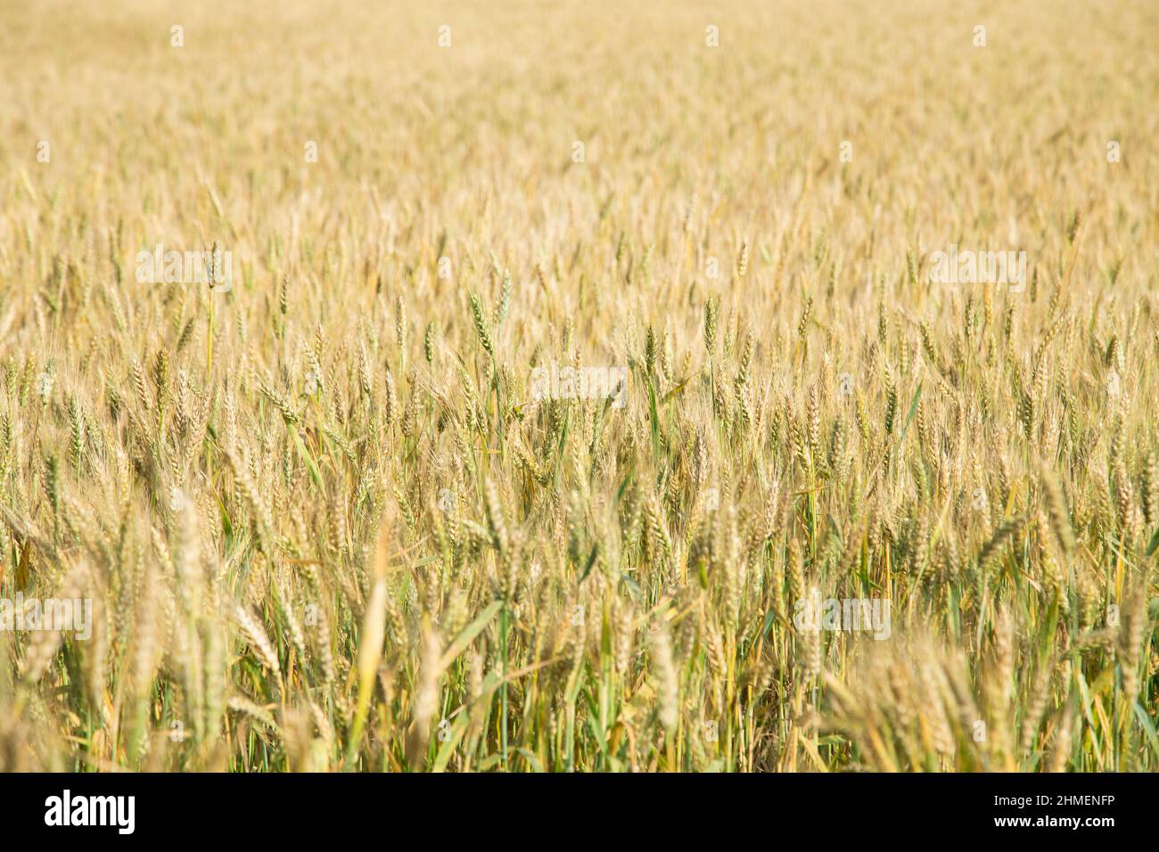 Gold wheat field, yellow spike, whole background Stock Photo