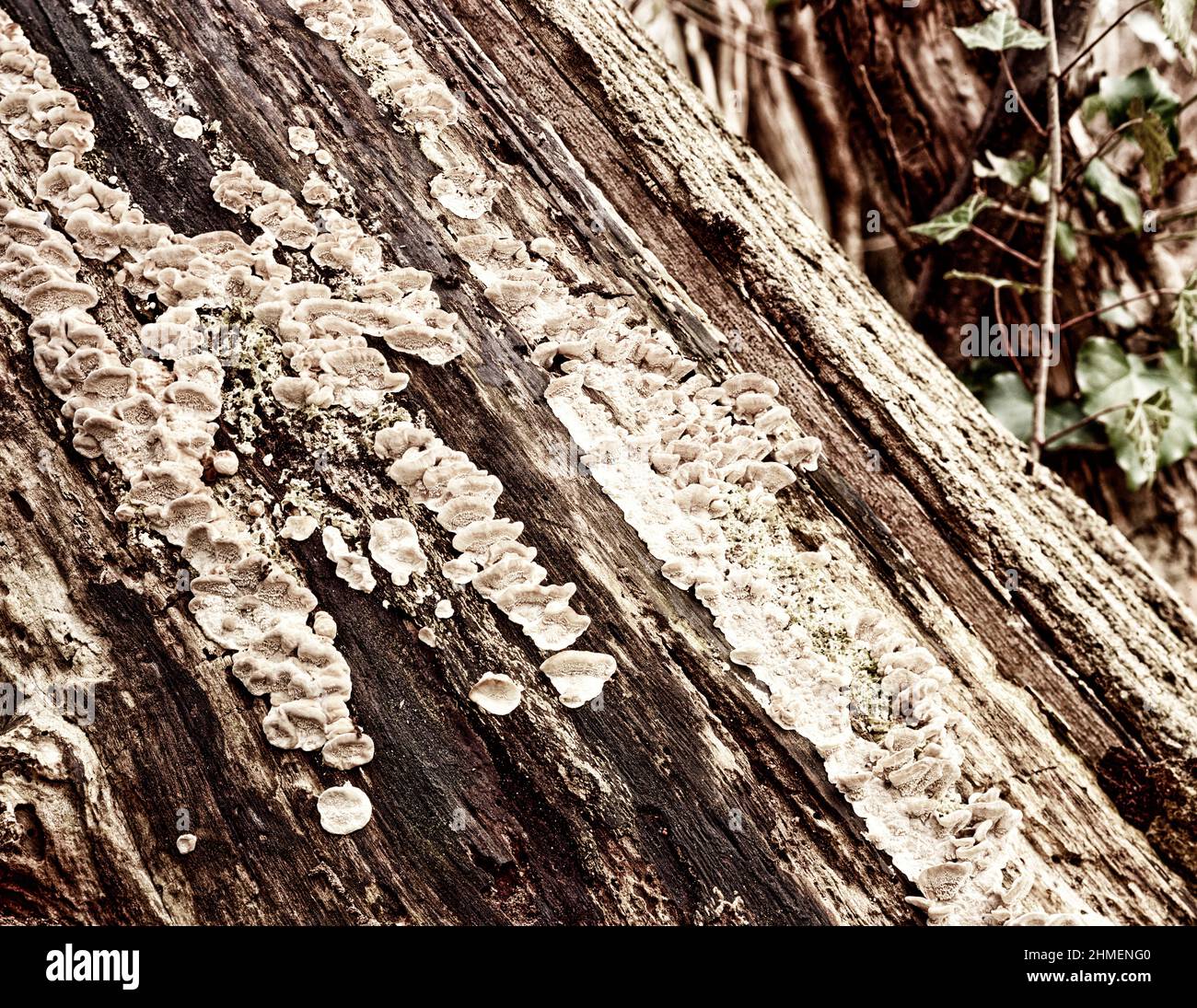 Patterns and textures in nature, intimate landscape of tree patterns