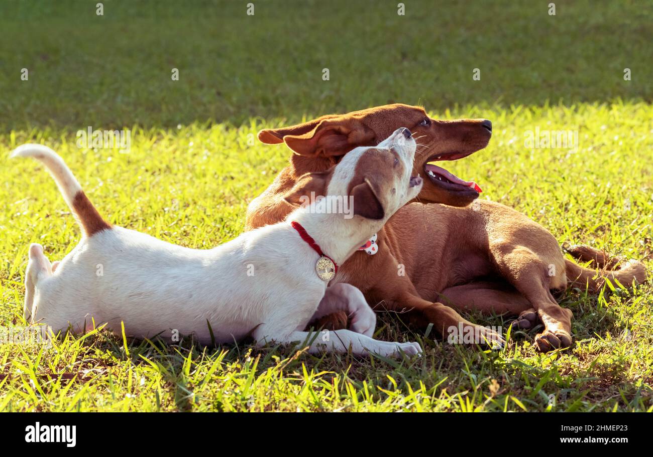 Two dogs lying down on the green grass, the smaller is white the other ...
