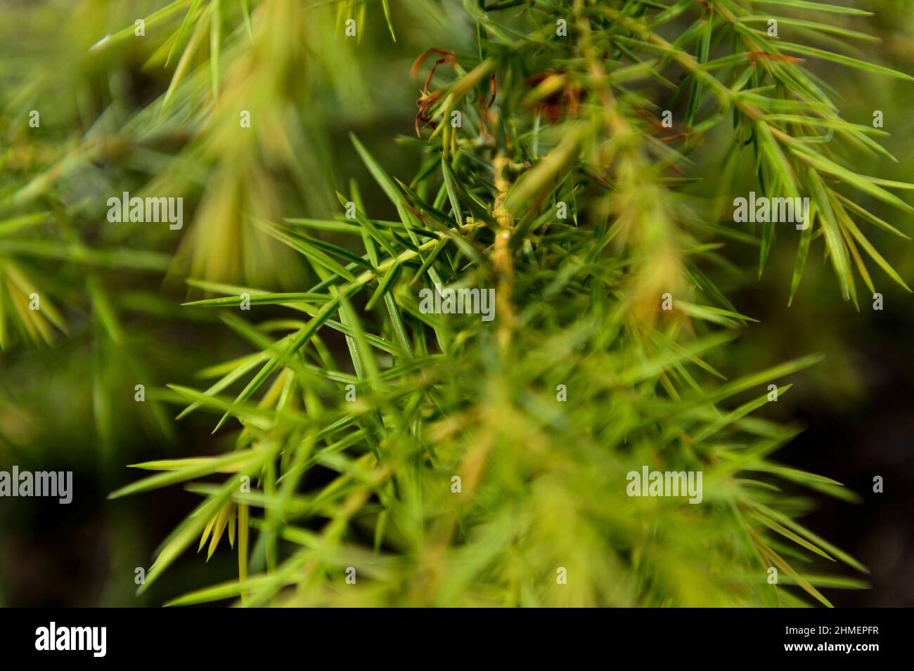 Arbuste de genievre A shrub of Juniper Stock Photo - Alamy