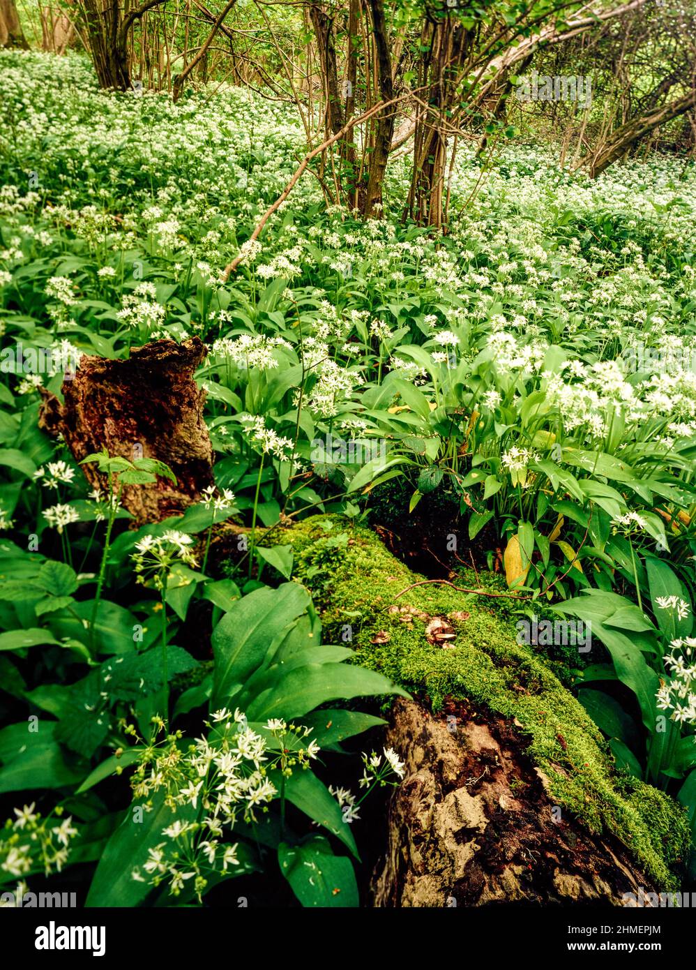 Wild forage food Allium ursinum, ramsons, buckrams, wild garlic, growing in open woodland in weak spring sunshine Stock Photo