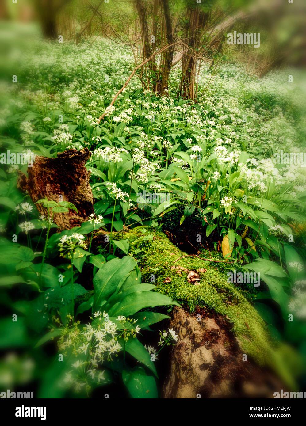 Wild forage food Allium ursinum, ramsons, buckrams, wild garlic, growing in open woodland in weak spring sunshine Stock Photo