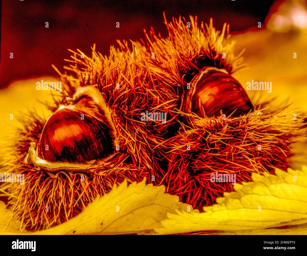 Macro natural forage food portrait of Castanea sativa, sweet chestnut, patterns and textures in nature Stock Photo