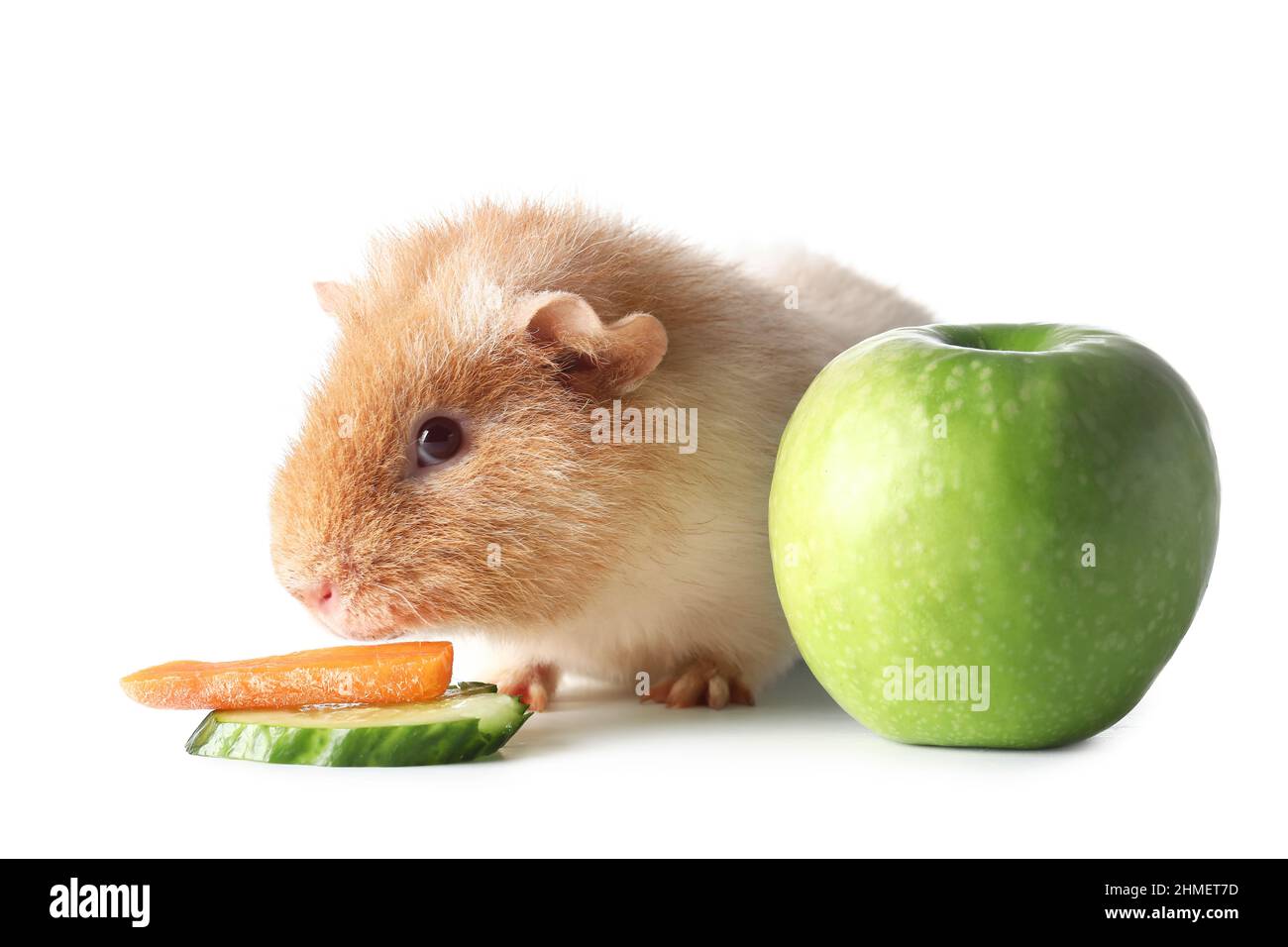 Funny Guinea pig with slices of cucumber, carrot and apple on white