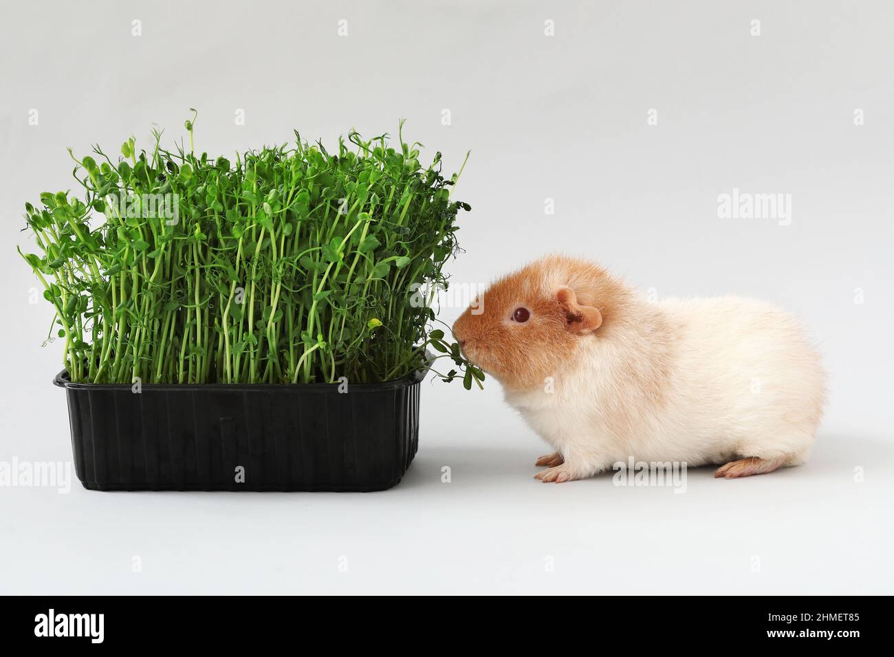 Funny Guinea pig eating micro green on light background Stock Photo - Alamy