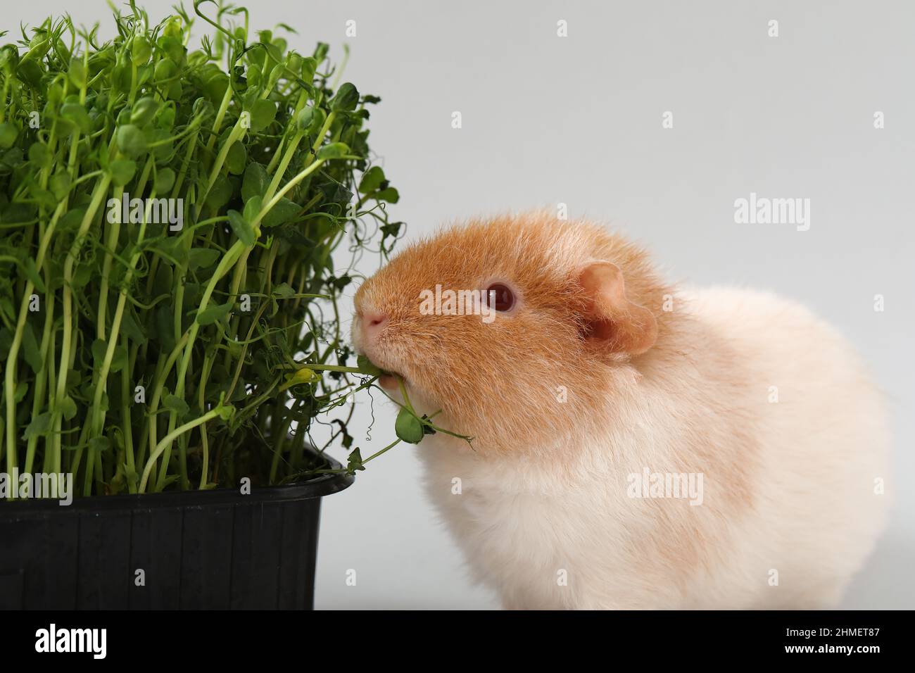 Funny Guinea pig with micro green on light background Stock Photo - Alamy