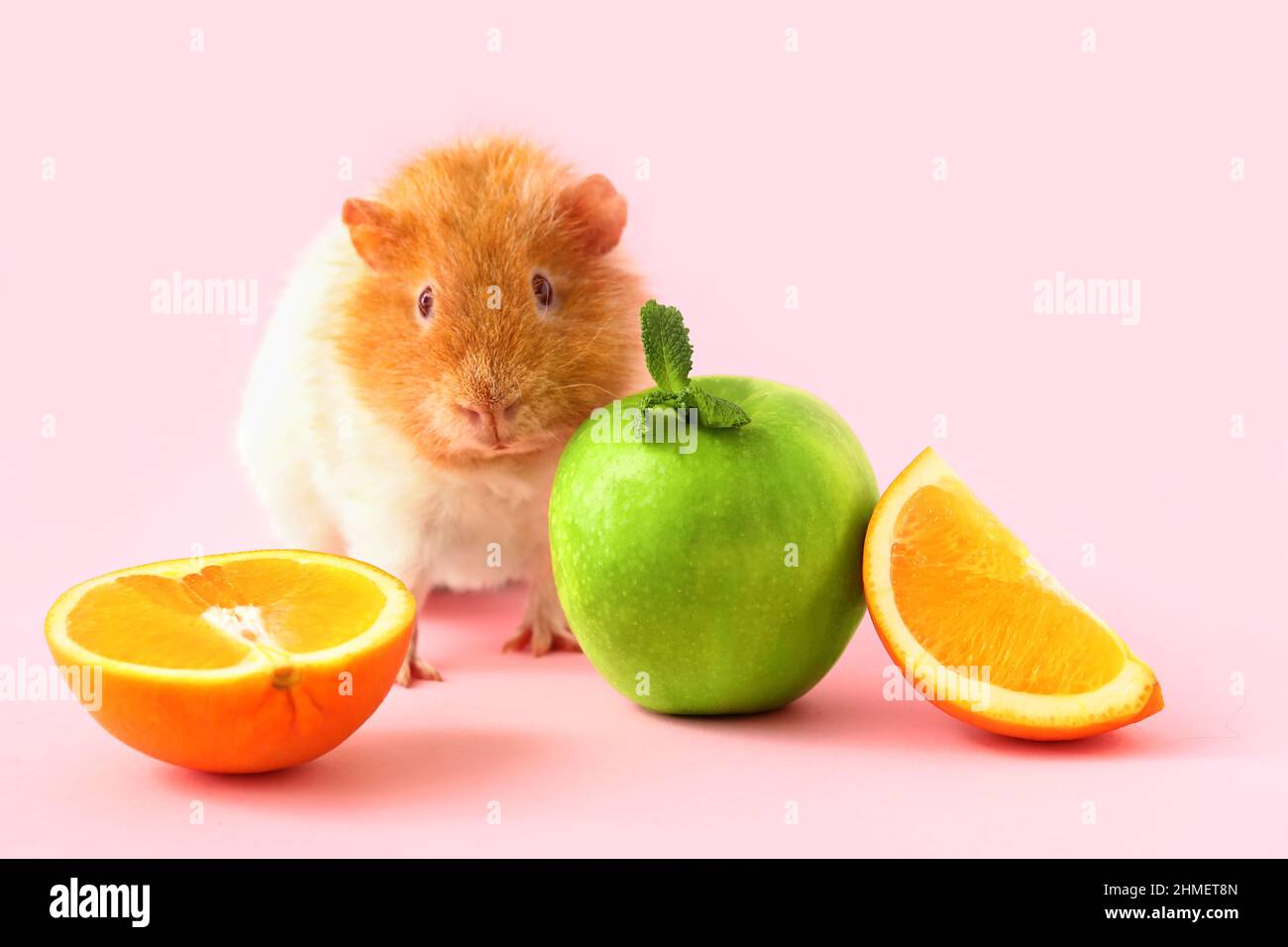 Guinea pig grapefruit top