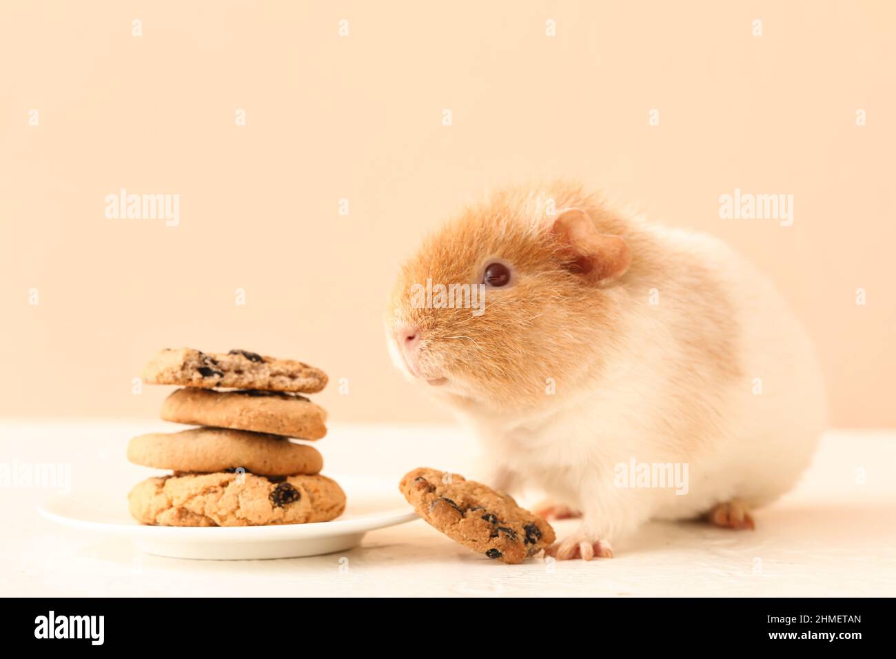 Guinea pig cookies sales