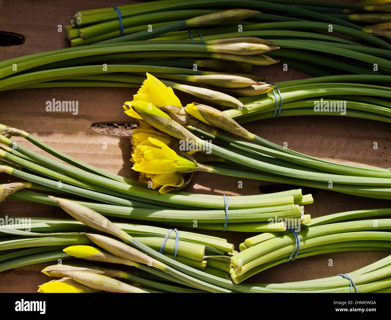 Bunches of daffodils in bud for sale on flower market before Easter. Stock Photo