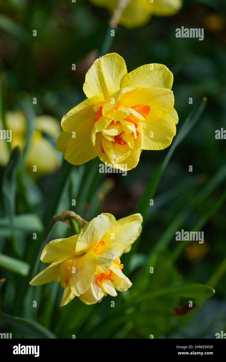 Two double yellow daffodils in flower bed in spring. Stock Photo