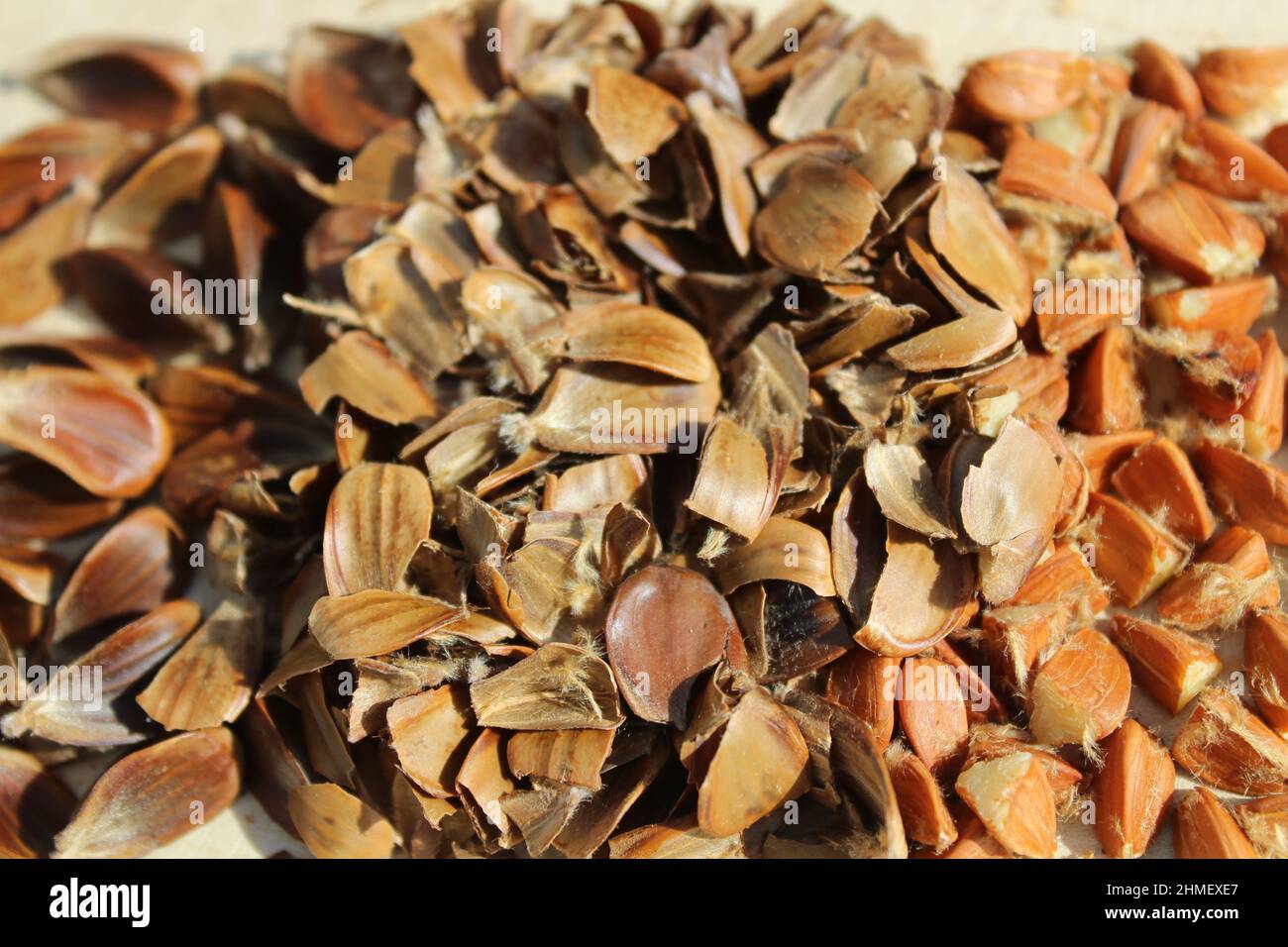 Nickernut Beanshell Beechnut shells hi-res stock photography and images - Alamy