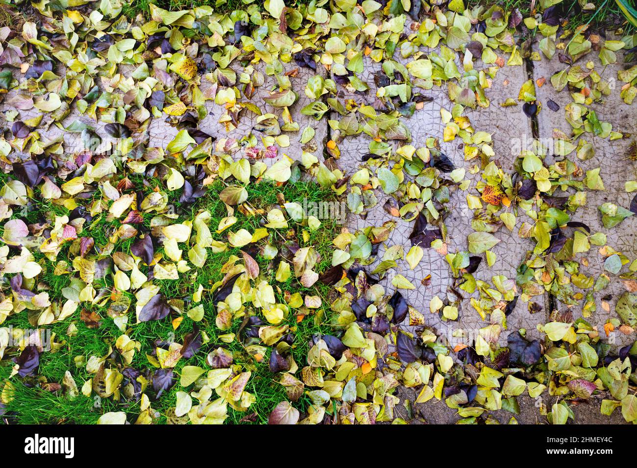 Close up road yellow leaves hi-res stock photography and images - Alamy