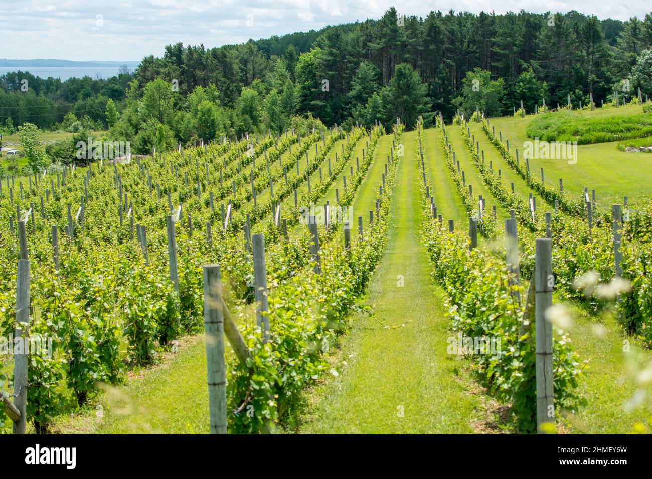 Rows of grape vines at vineyard Stock Photo - Alamy