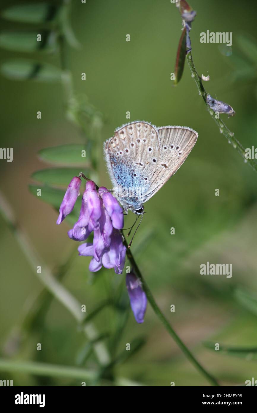 Vertical shot of an alcon blue on a purple flower Stock Photo
