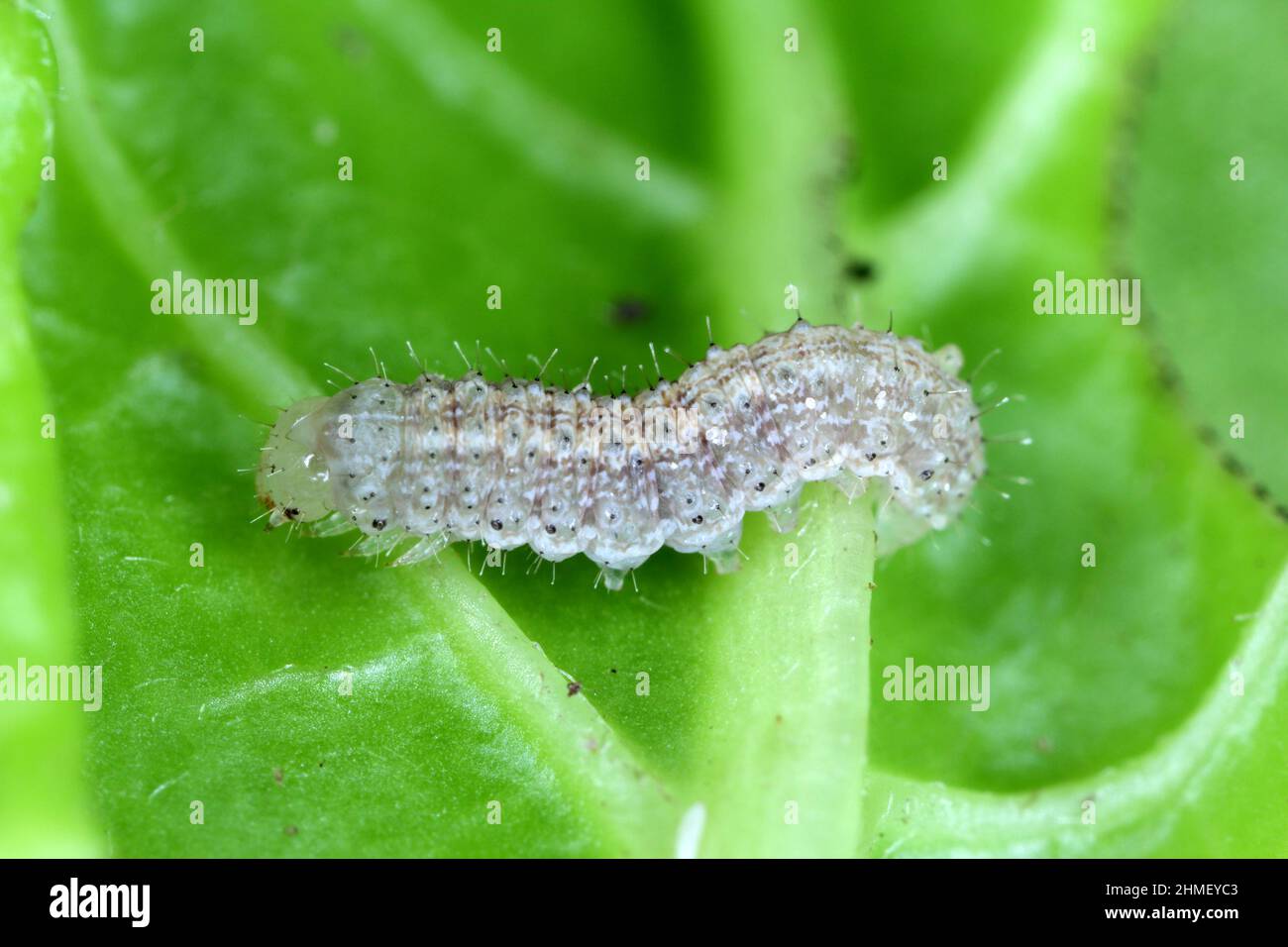 A close up image of a young Cabbage Moth caterpillar, Mamestra brassicae consuming a sugar beet leaf. Stock Photo