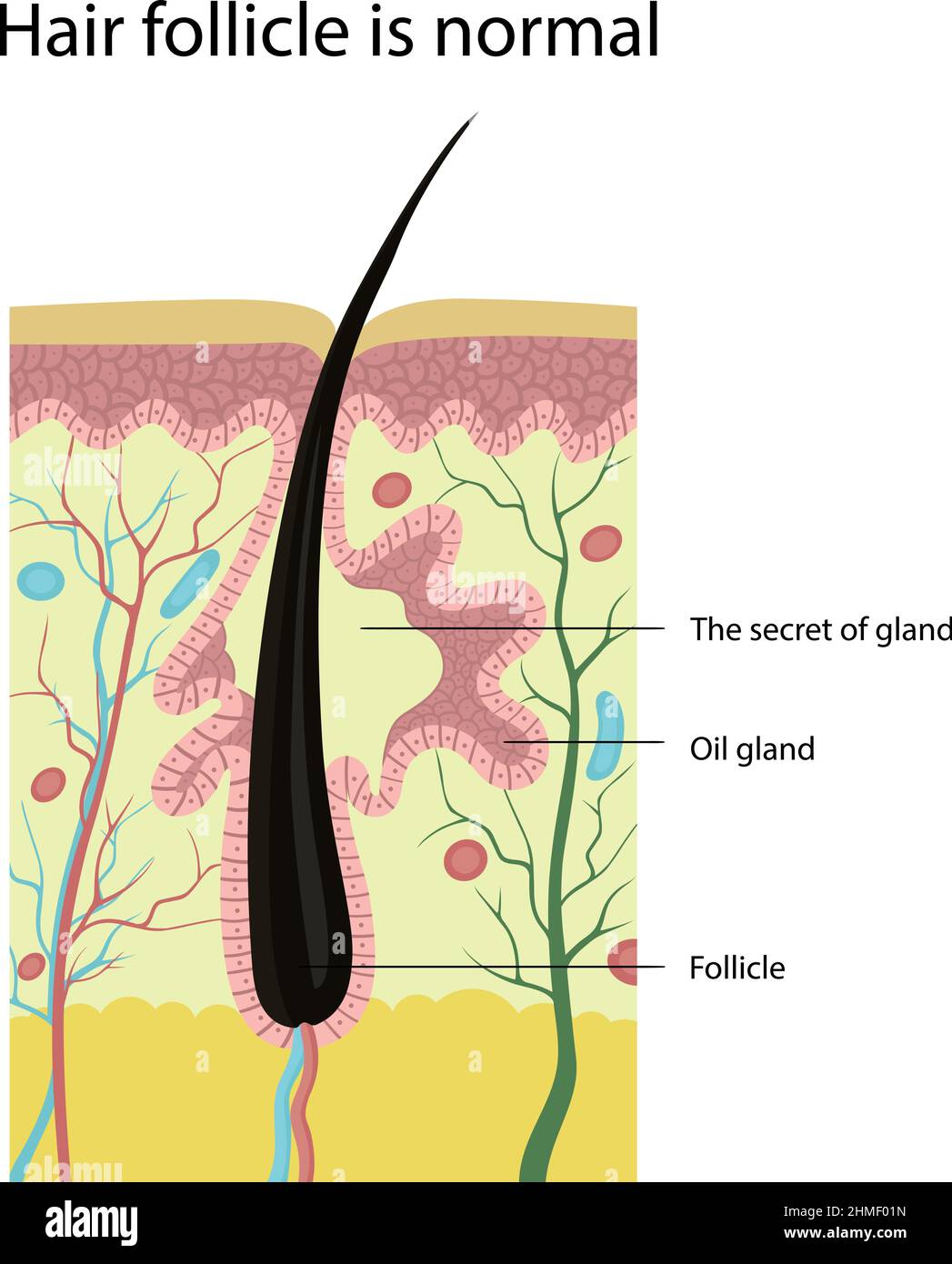 Label The Structures Of The Hair Follicle Hair Follicle Labeled at Tammy Jackson blog