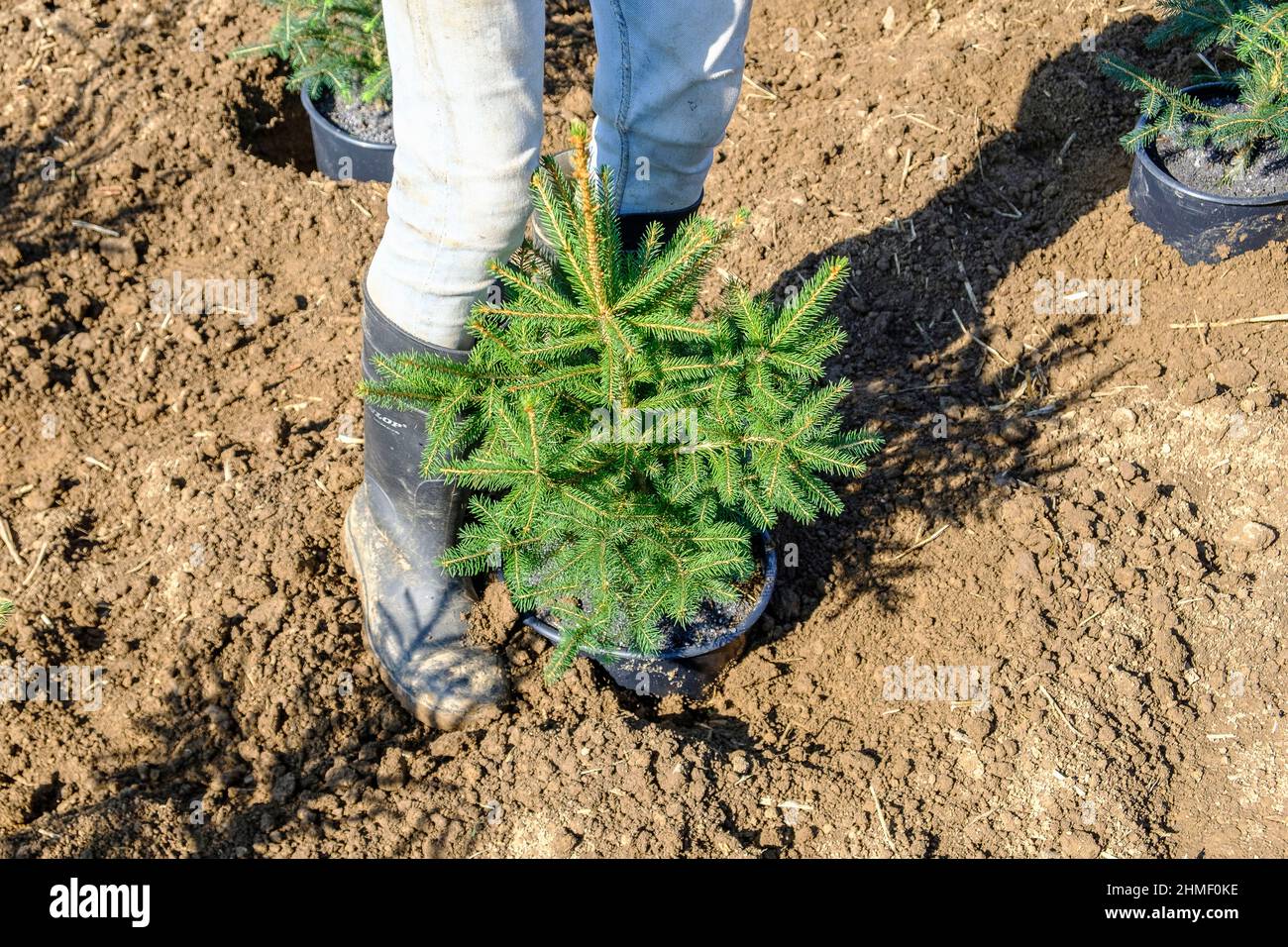 In september, the Nordmann pine of the Green Cap company are transfered from the huge green house were the grew by tractor to the pine plantation wher Stock Photo
