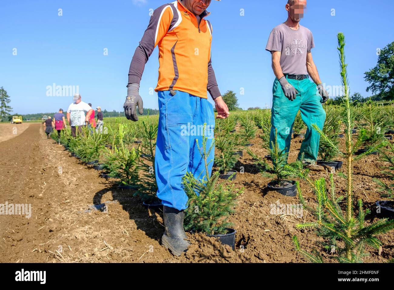 In september, the Nordmann pine of the Green Cap company are transfered from the huge green house were the grew by tractor to the pine plantation wher Stock Photo