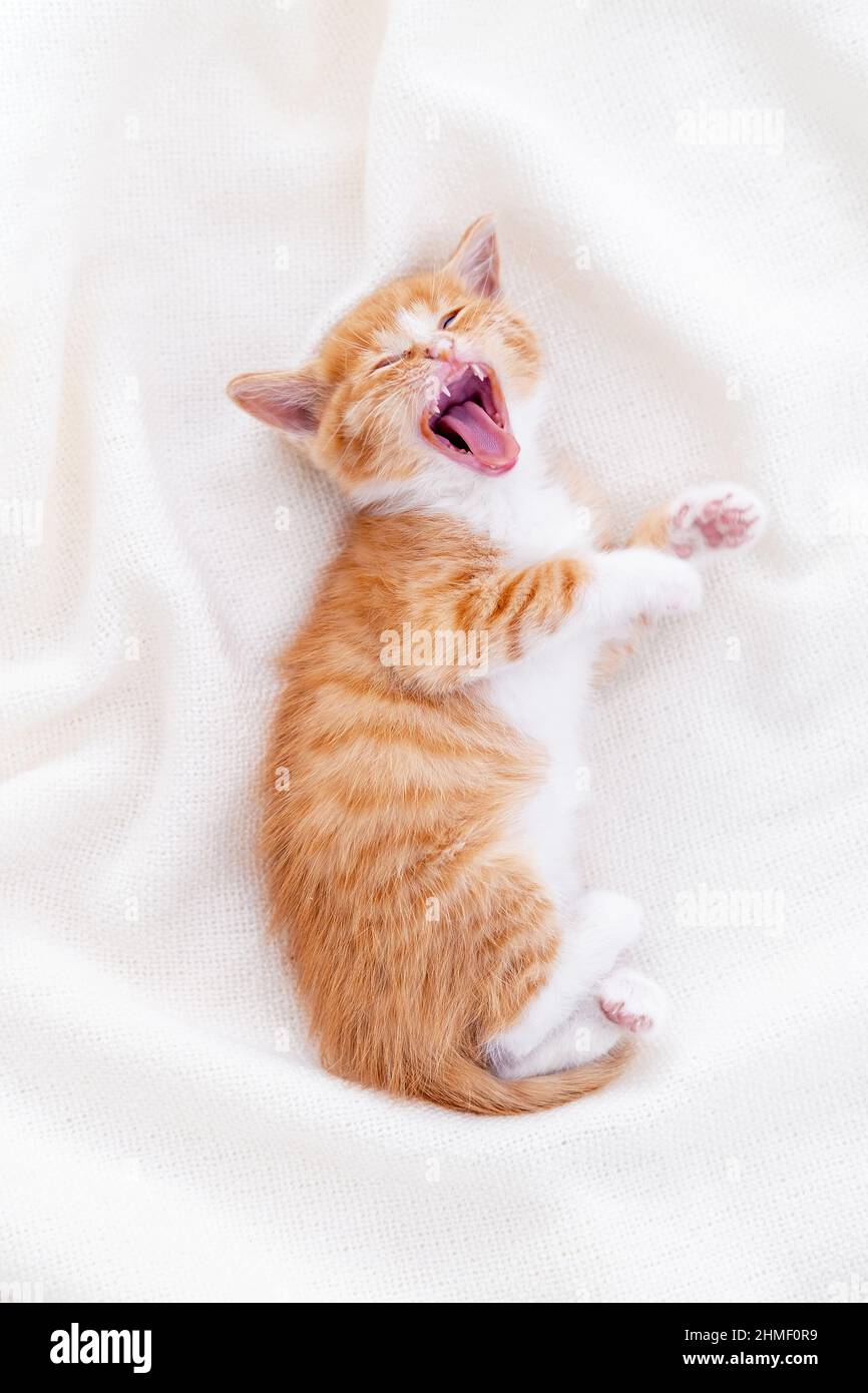 Cute striped ginger kitten yawn sleeping lying white blanket on ...