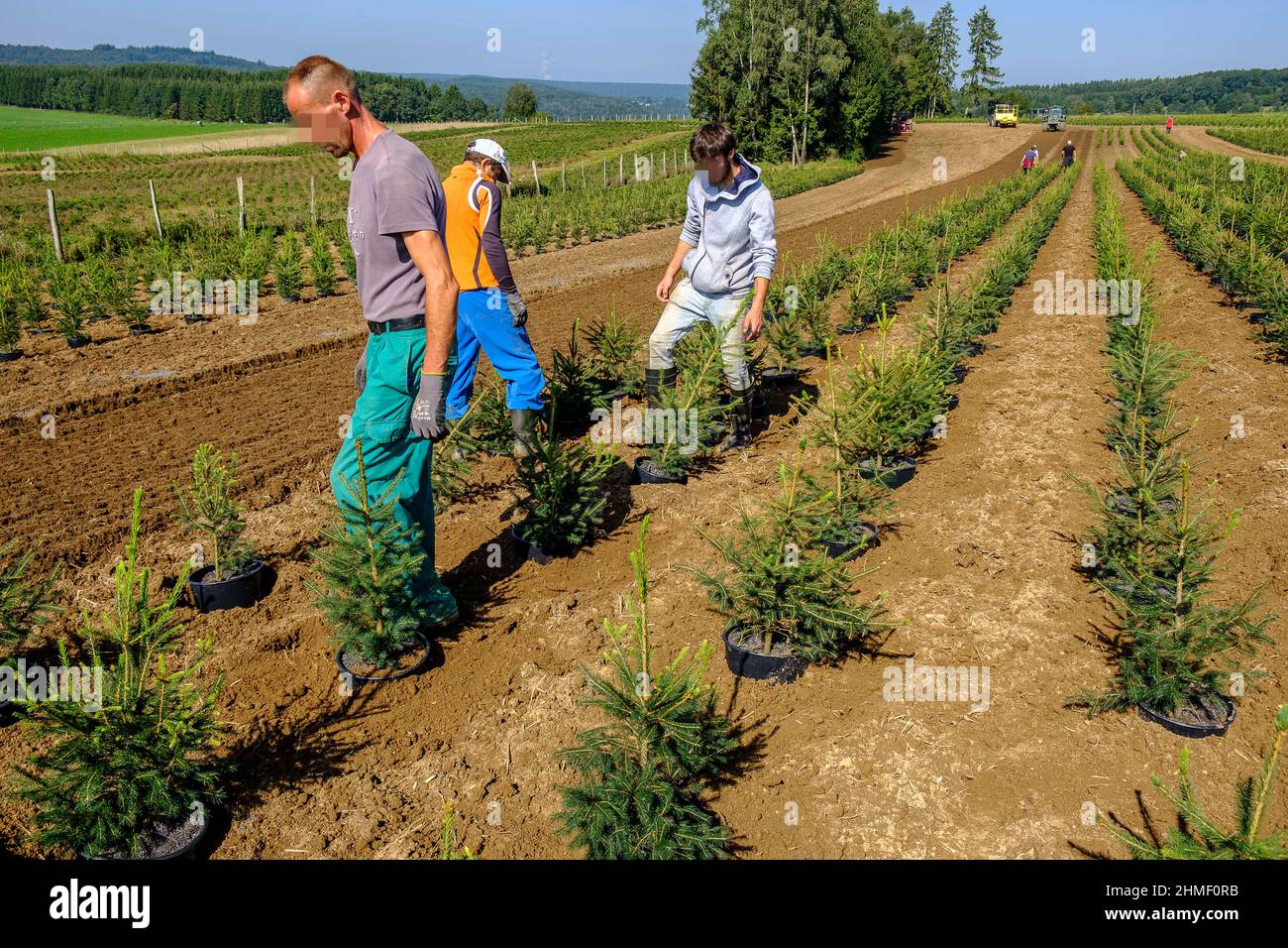 In september, the Nordmann pine of the Green Cap company are transfered from the huge green house were the grew by tractor to the pine plantation wher Stock Photo