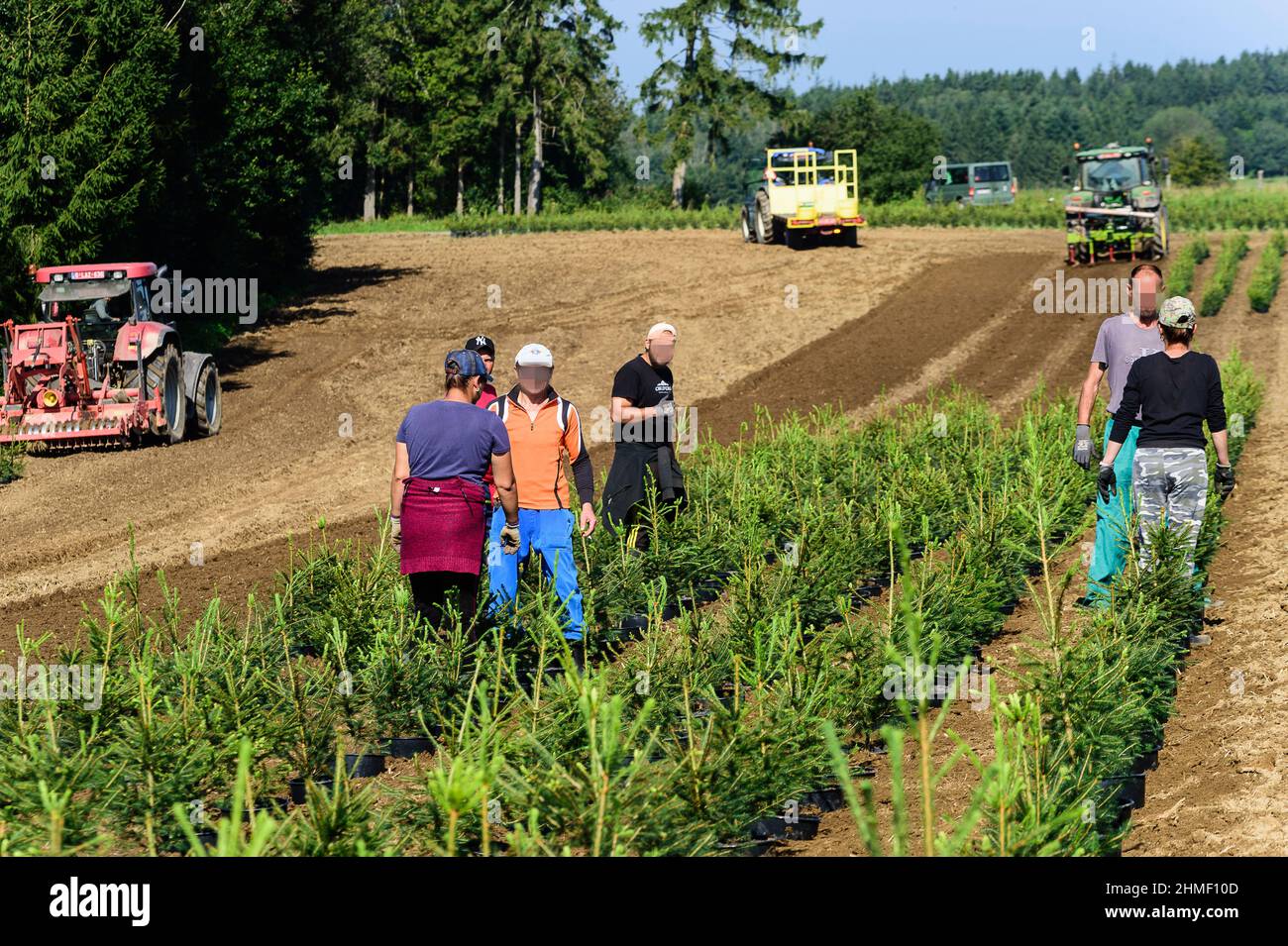 In september, the Nordmann pine of the Green Cap company are transfered from the huge green house were the grew by tractor to the pine plantation wher Stock Photo