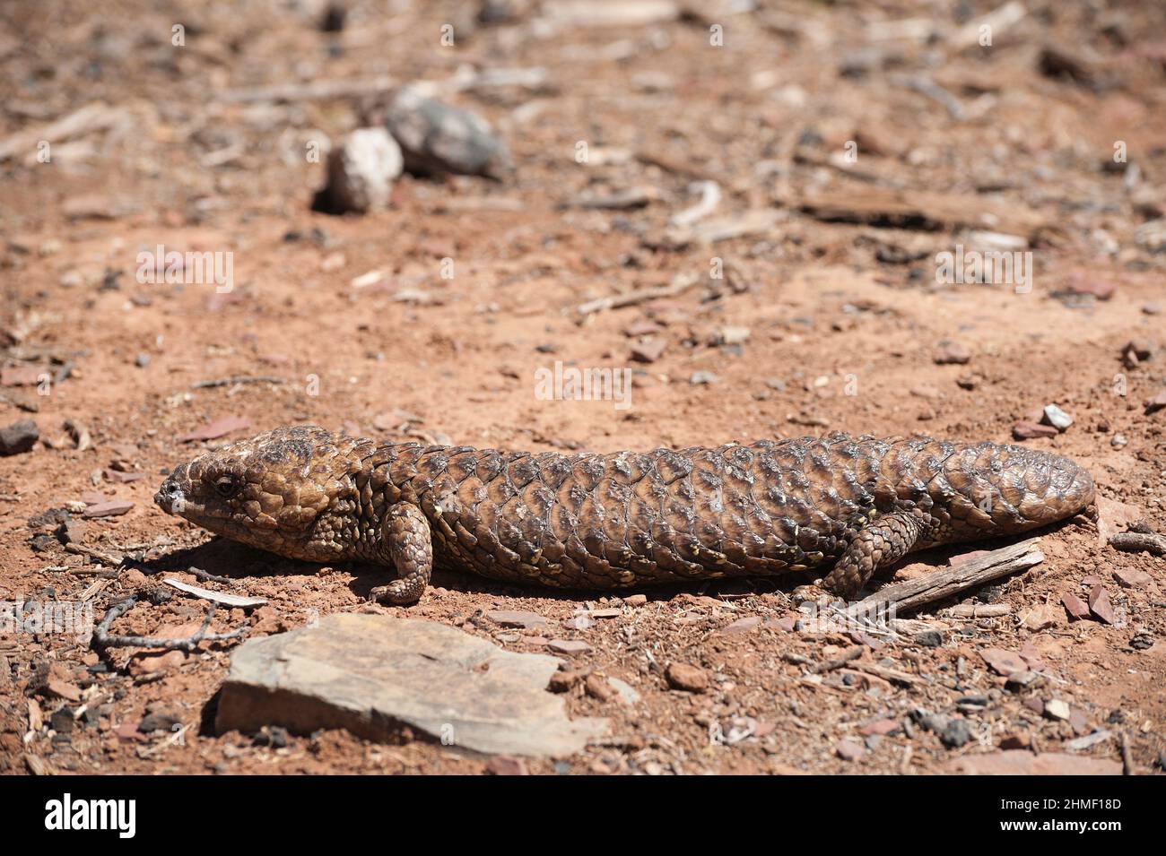 The Shingleback lizard or bobtail lizard, Tiliqua rugosa,  is a short-tailed, slow-moving species of blue-tongued skink endemic to Australia Stock Photo