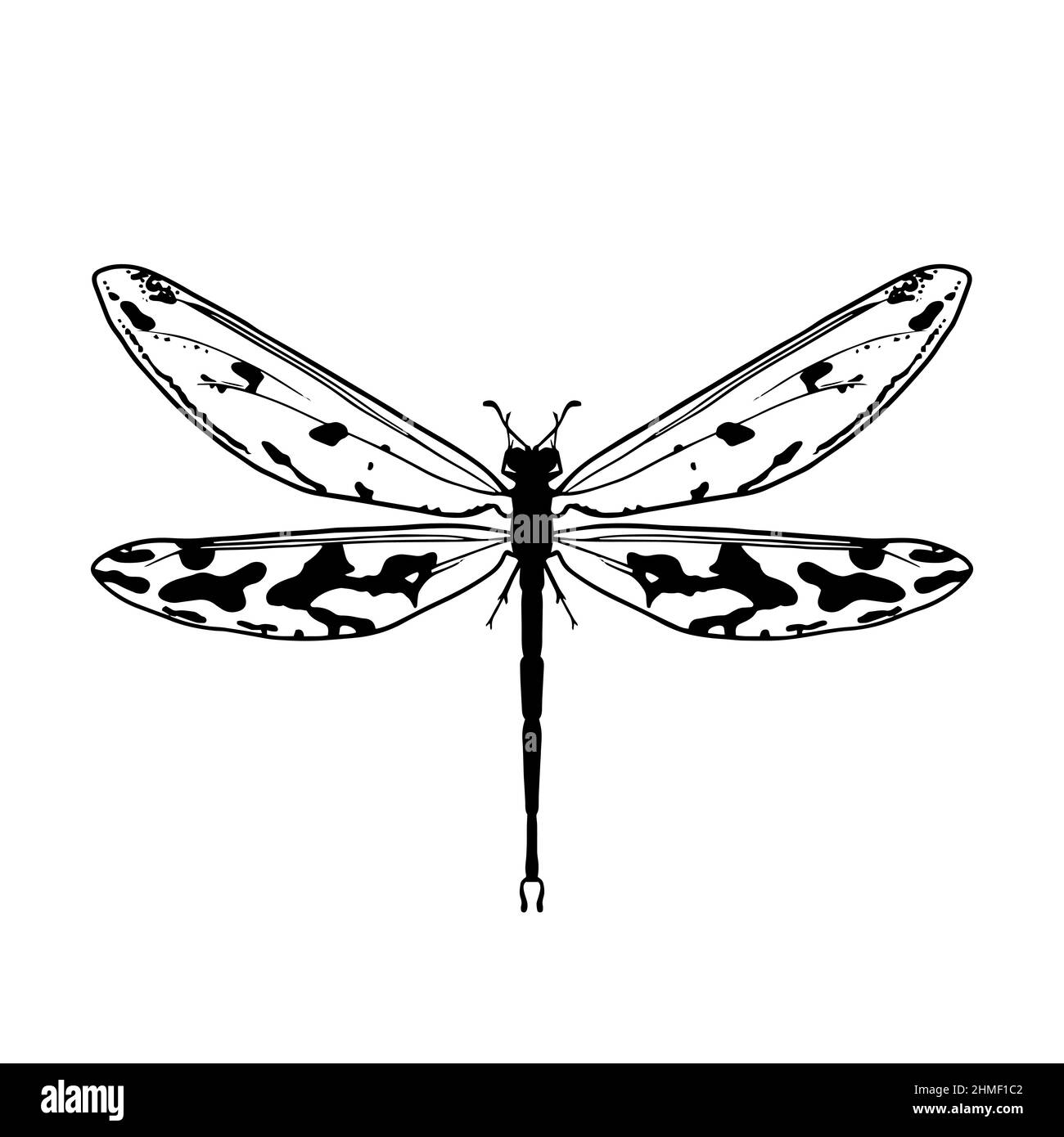 Contour drawing of a dragonfly on a white background. Doodle style. A design element. Stock Vector