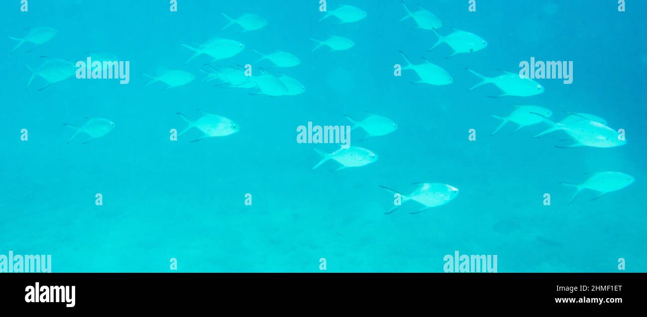 View of carangidae fishes in New Caledonia Stock Photo