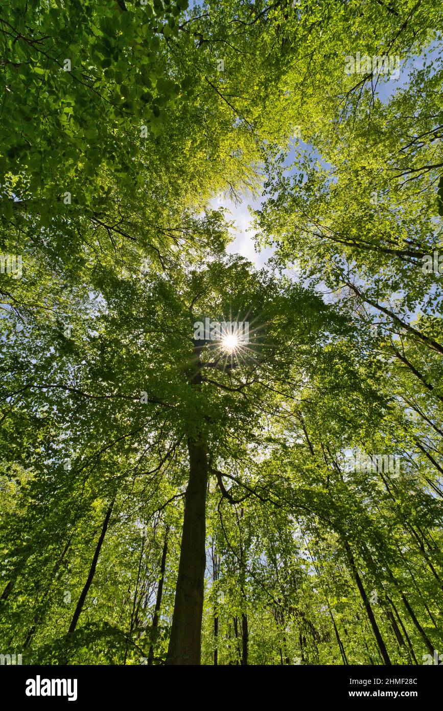 a great view up into the trees direction sky, sunstars Stock Photo
