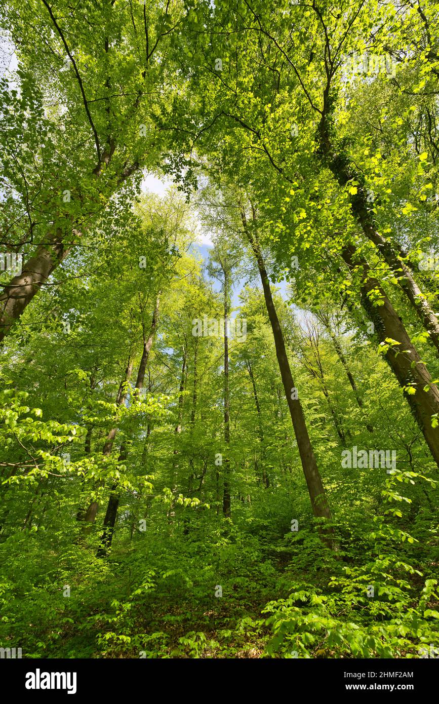 a great view up into the trees direction sky, sunstars Stock Photo