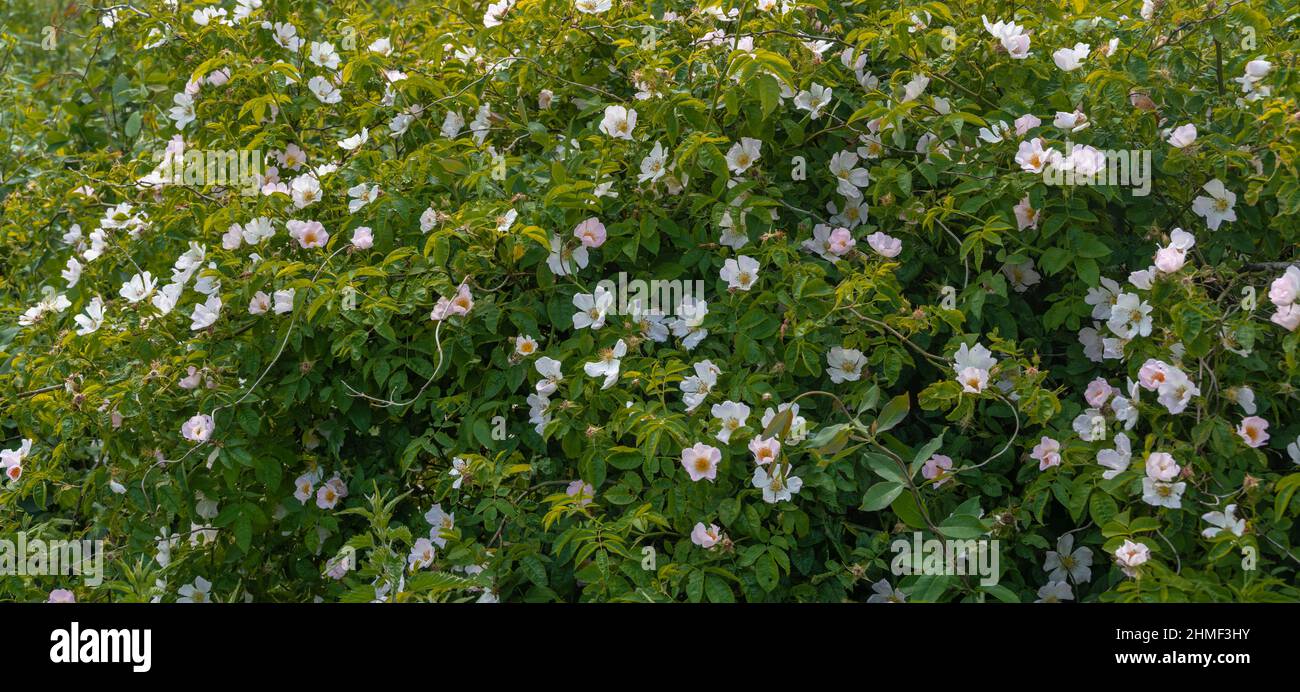 Flowering rugosa rose (Rosa rugosa), Juist Island, North Sea, East ...