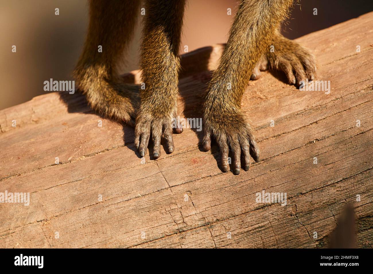 Guinea baboon (Papio papio), feet, captive, Germany Stock Photo