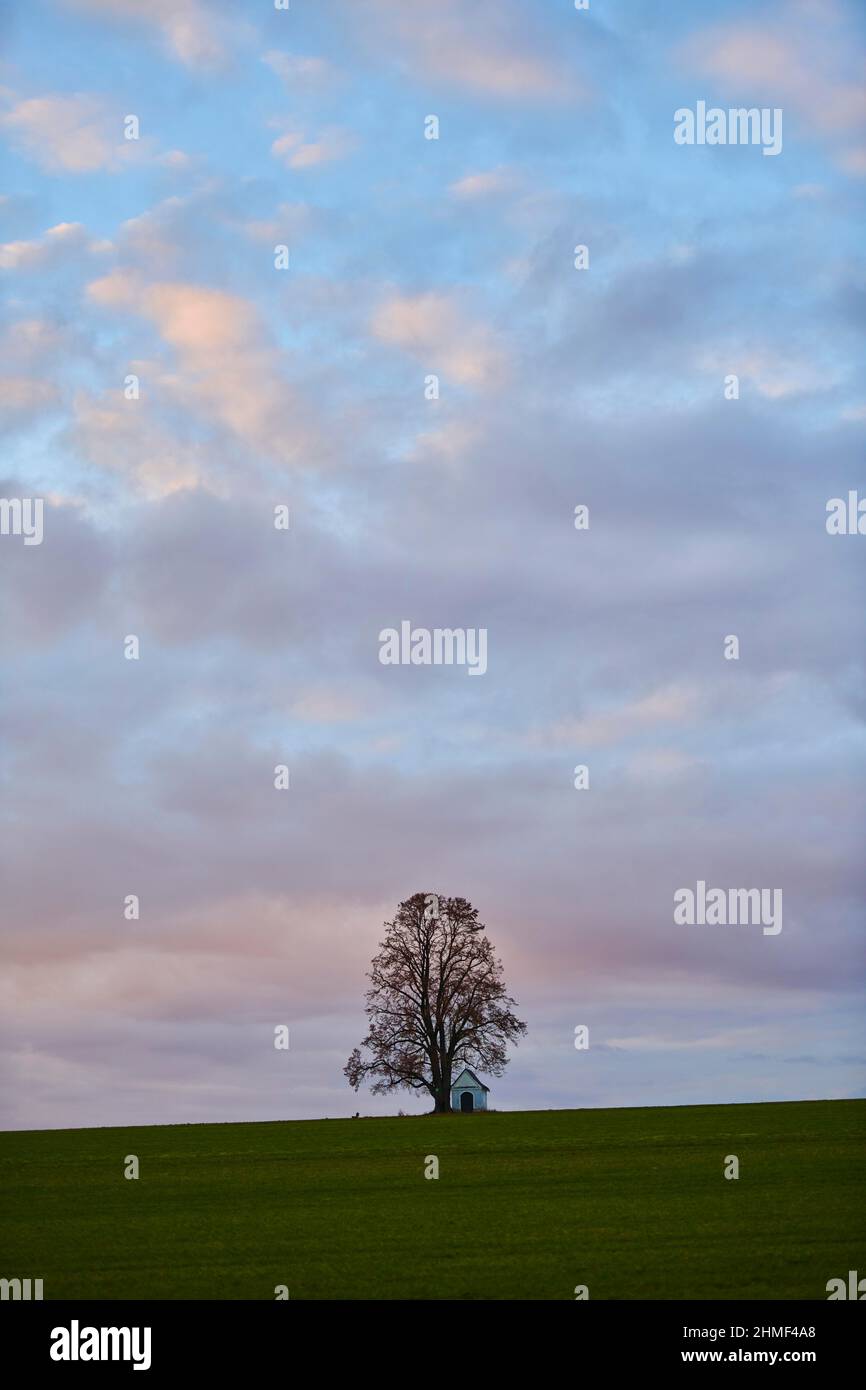 Silver lime (Tilia tomentosa) with a small chapel on a meadow at sunset, Bavaria, Germany Stock Photo