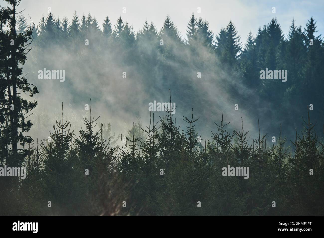 Fog flying over young Norway spruce (Picea abies) trees in a forest, Kleine Fatra, Carpathian Mountains, border, Czech Republick, Slovakia Stock Photo
