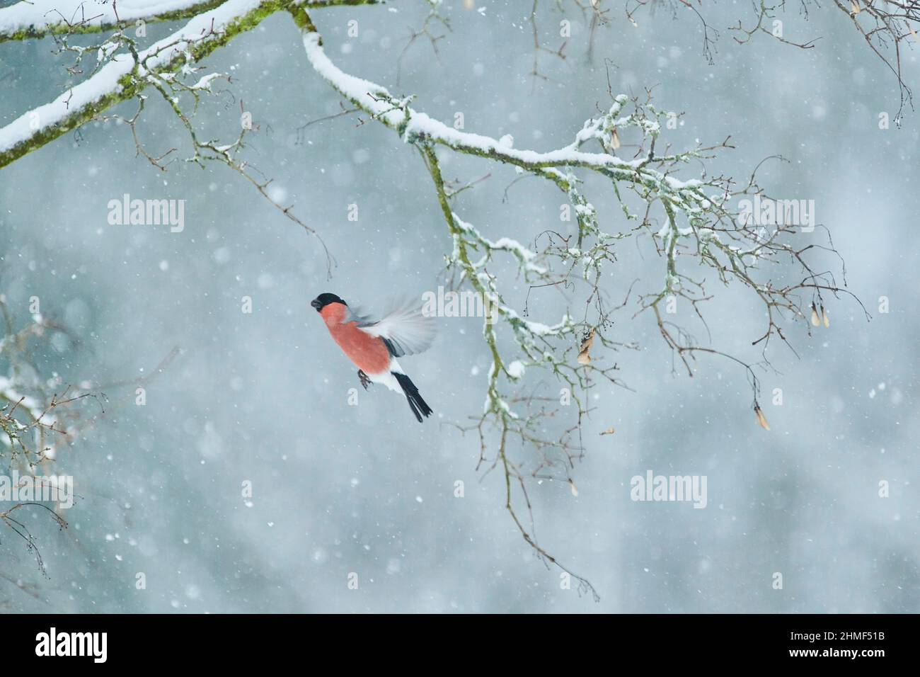 Eurasian bullfinch (Pyrrhula pyrrhula) flying from a branch in winter, Bavaria, Germany Stock Photo