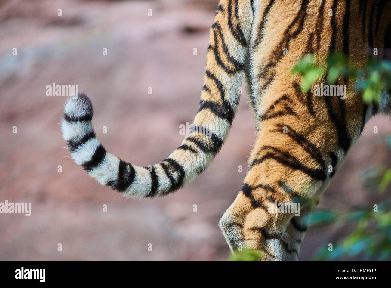 Siberian tiger (Panthera tigris altaica), tail, detail, captive